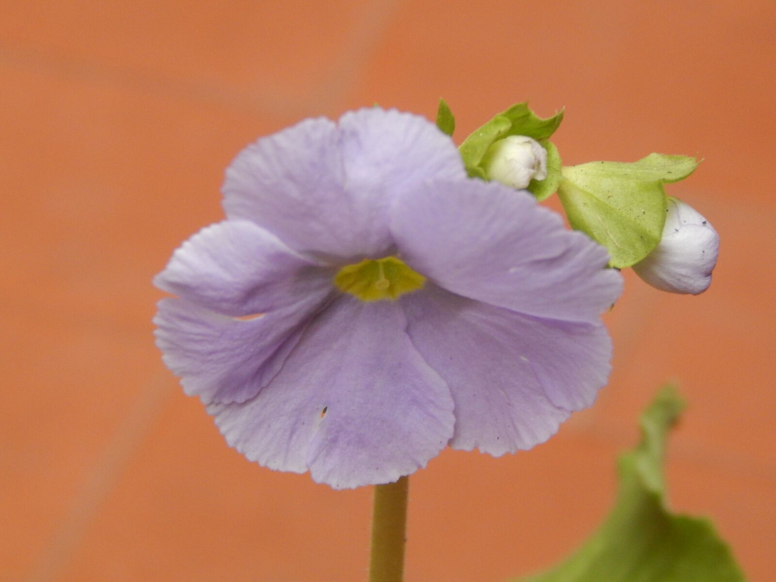 Nikon Coolpix L820 sample photo. Flower, lilac, petals lilac photography