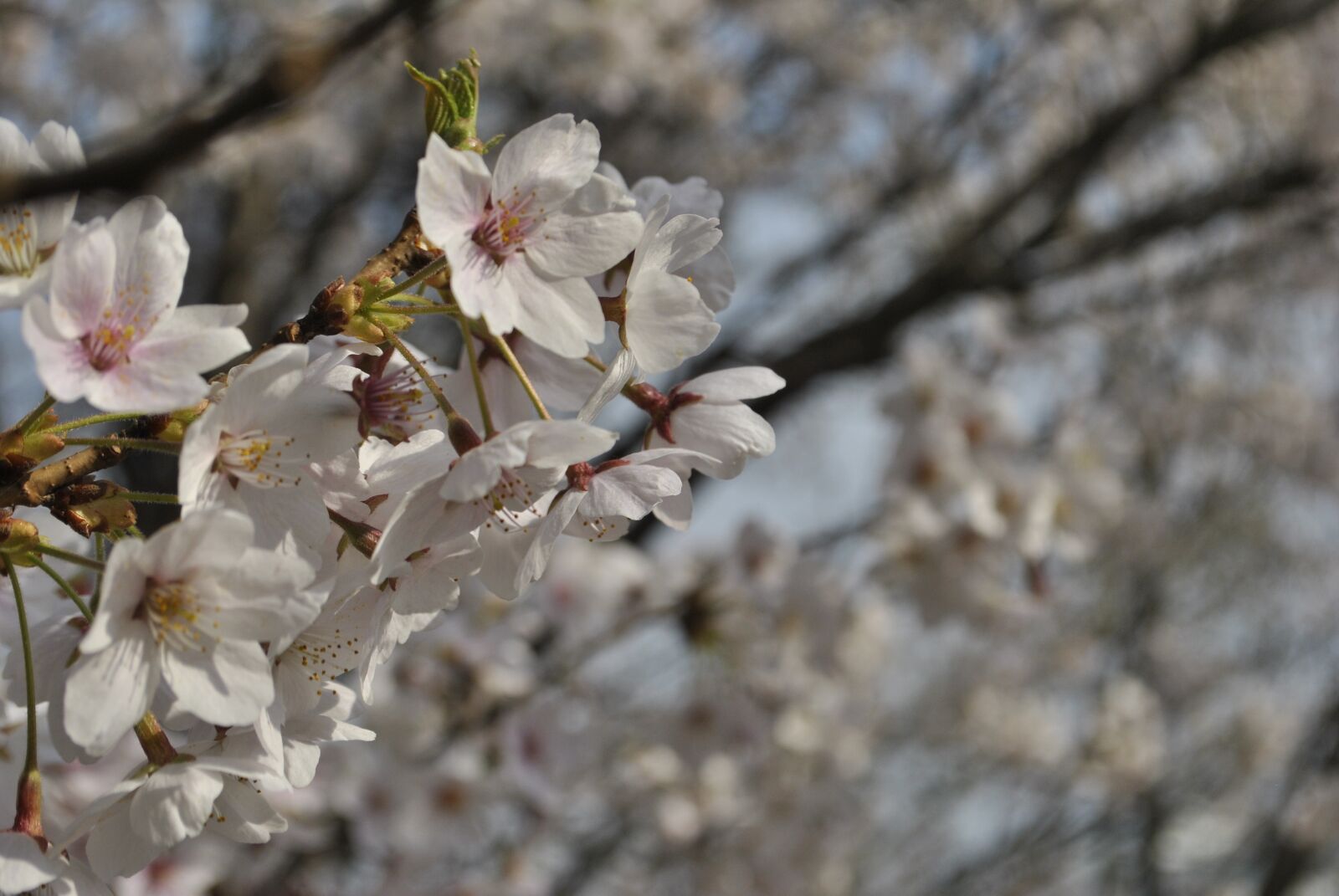Nikon D3000 sample photo. Cherry blossom, pink, sky photography