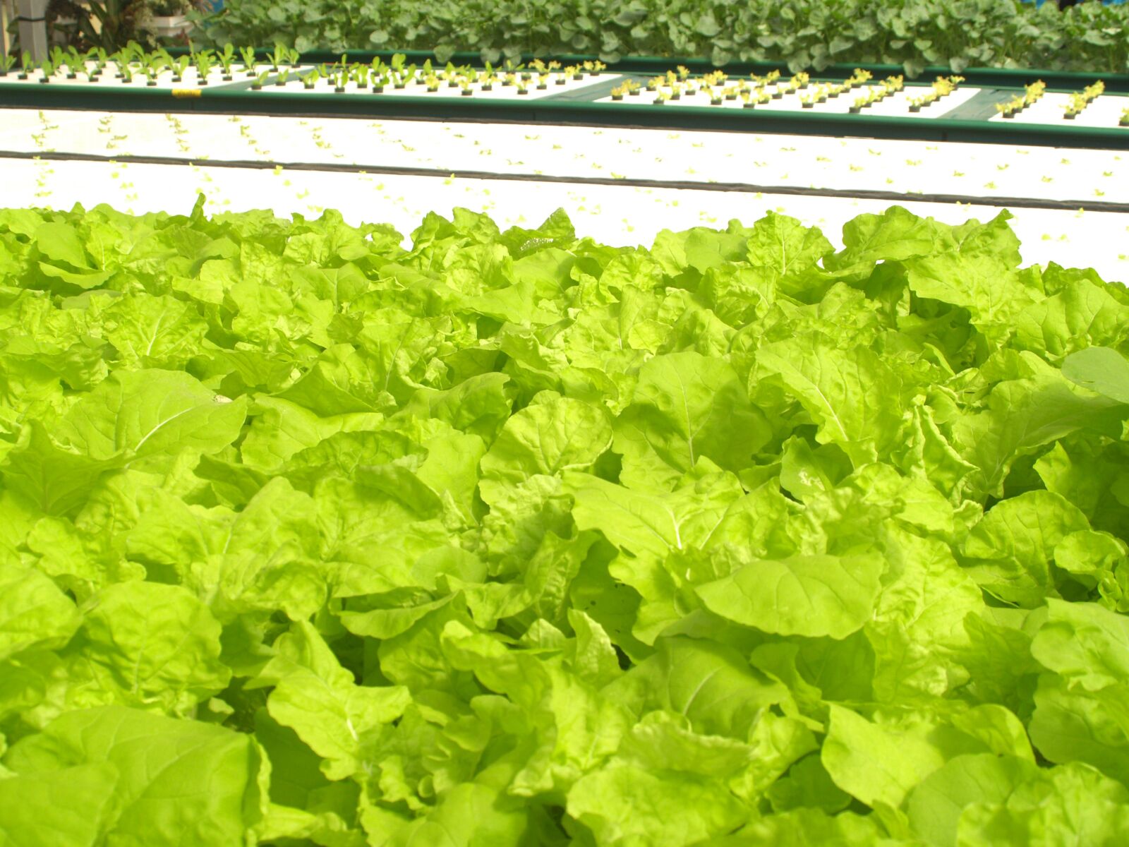 Olympus E-300 (EVOLT E-300) sample photo. Farm, market, hydroponic photography