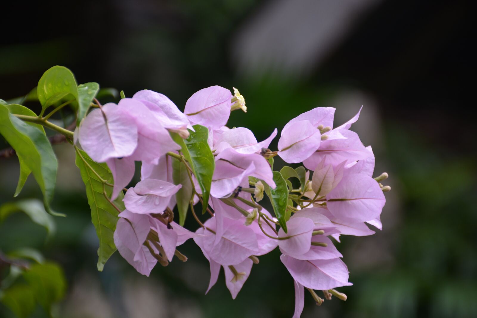 Nikon D5200 sample photo. Flowers, pink, pink flower photography