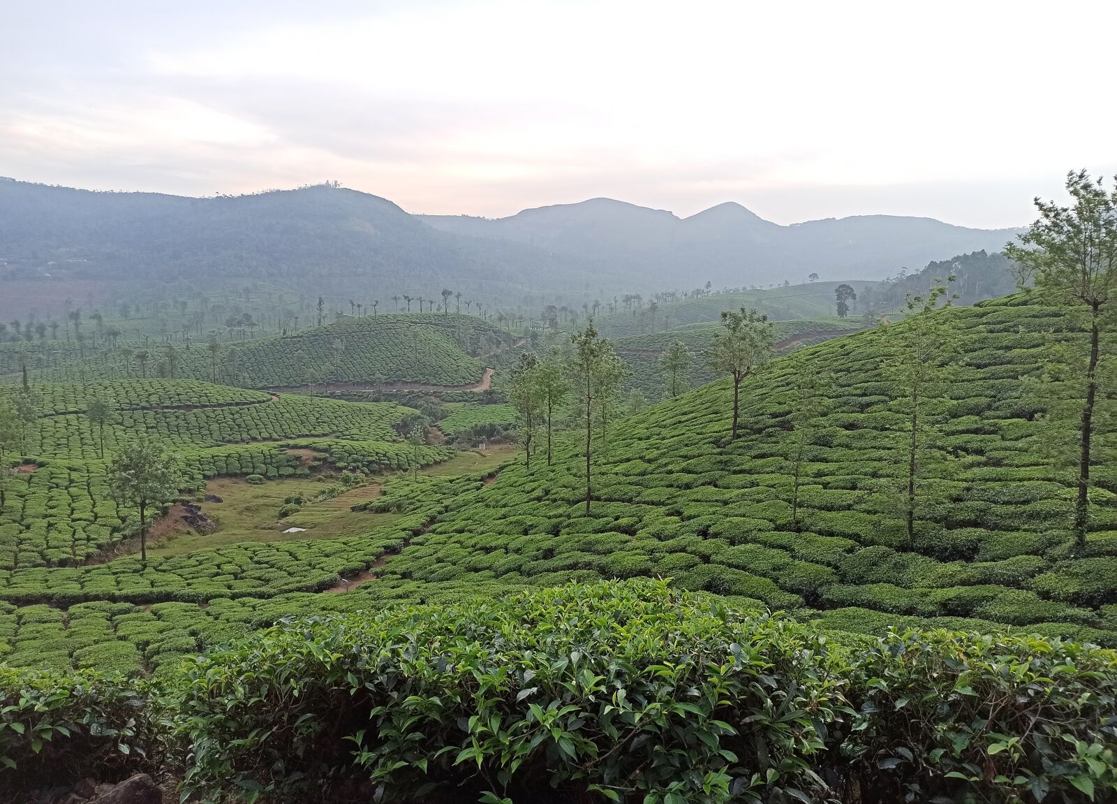Xiaomi Redmi Note 8 Pro sample photo. Vagamon, kerala, green meadows photography