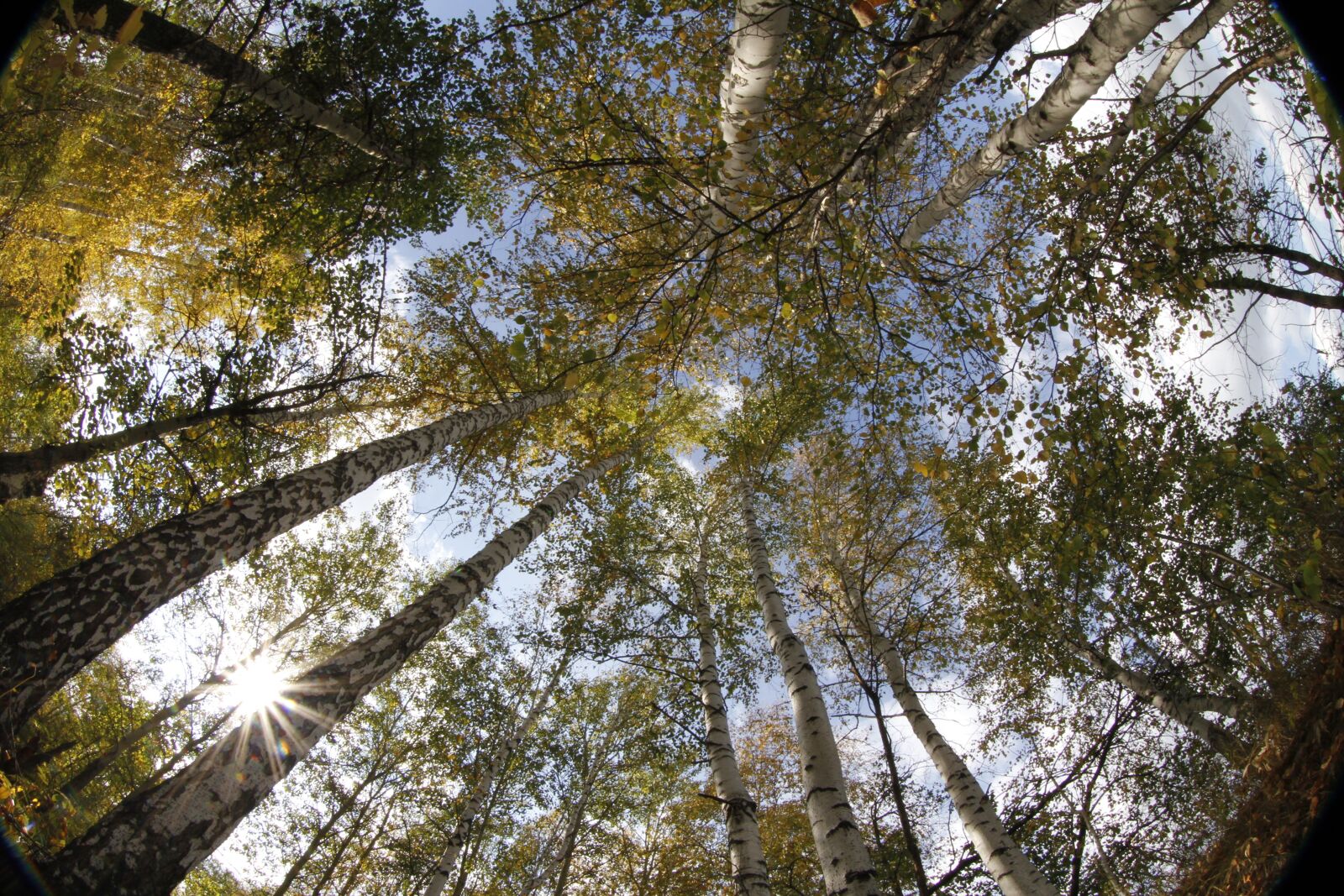 Canon EOS 7D sample photo. Forest, birch, russia photography