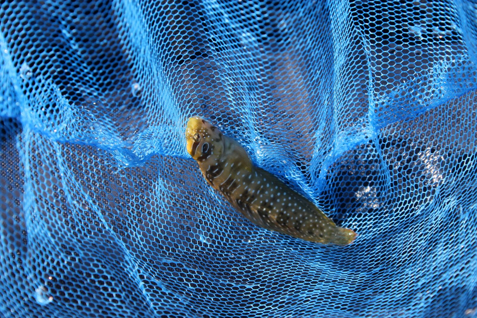 Canon EOS 1100D (EOS Rebel T3 / EOS Kiss X50) sample photo. Fish, fishing, child photography