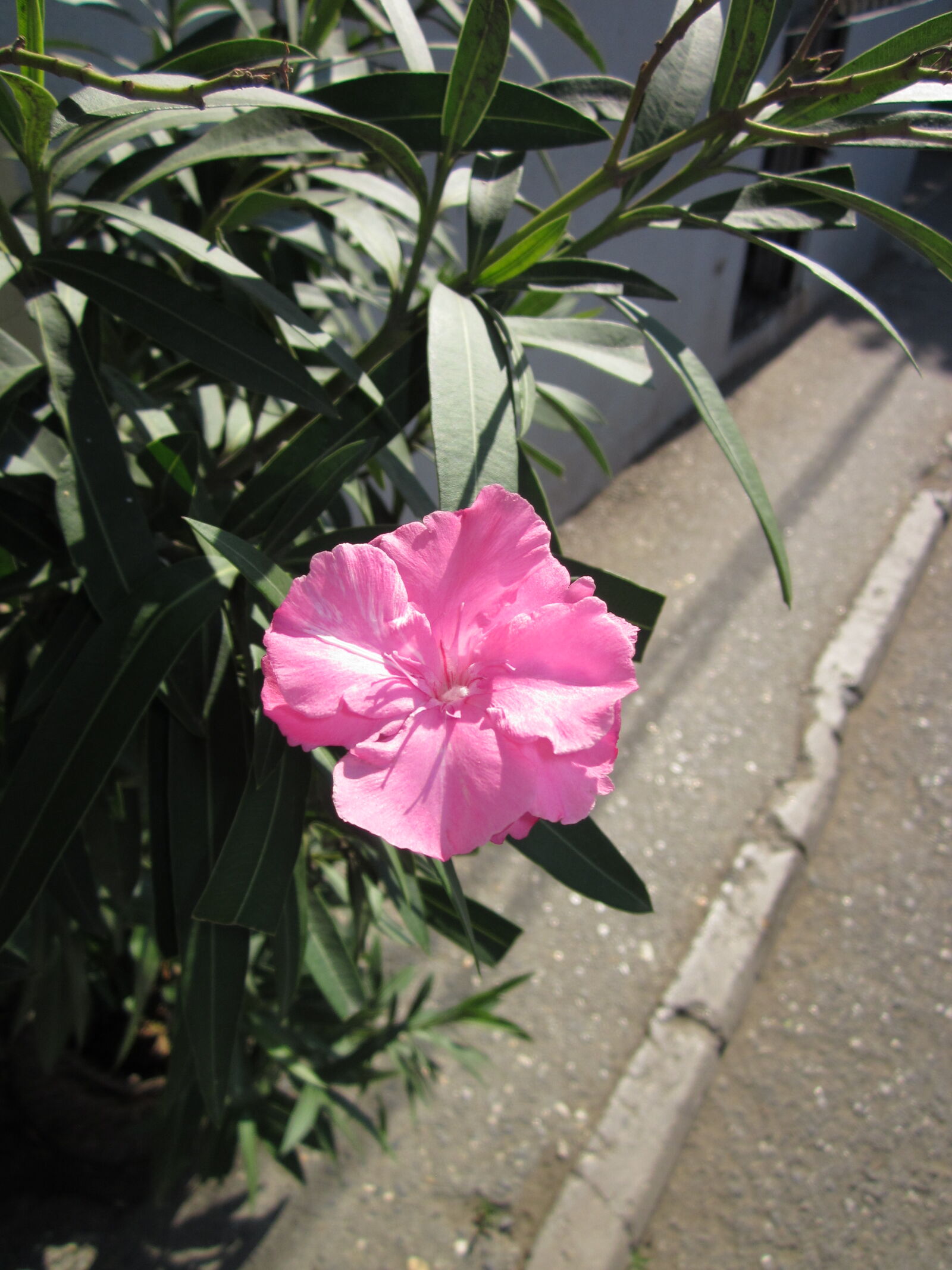 Canon PowerShot A1200 sample photo