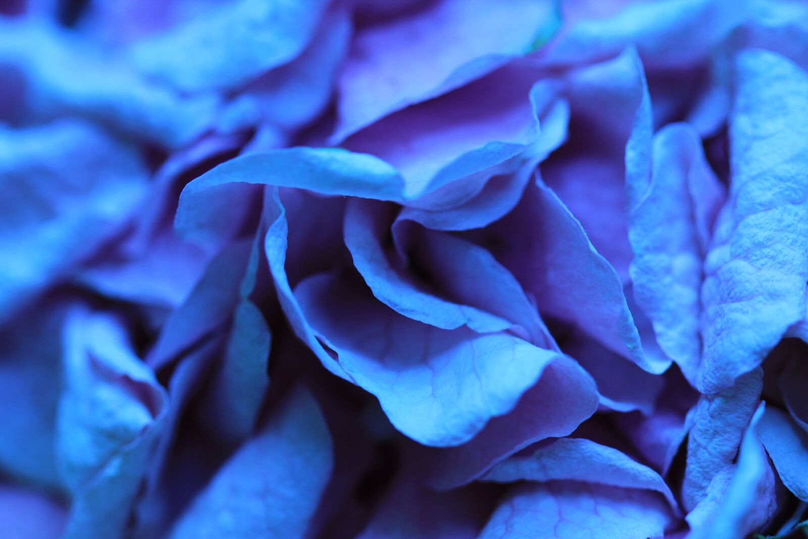 Canon EOS 60D + Canon EF 100mm F2.8 Macro USM sample photo. Rose, blue, flowers photography