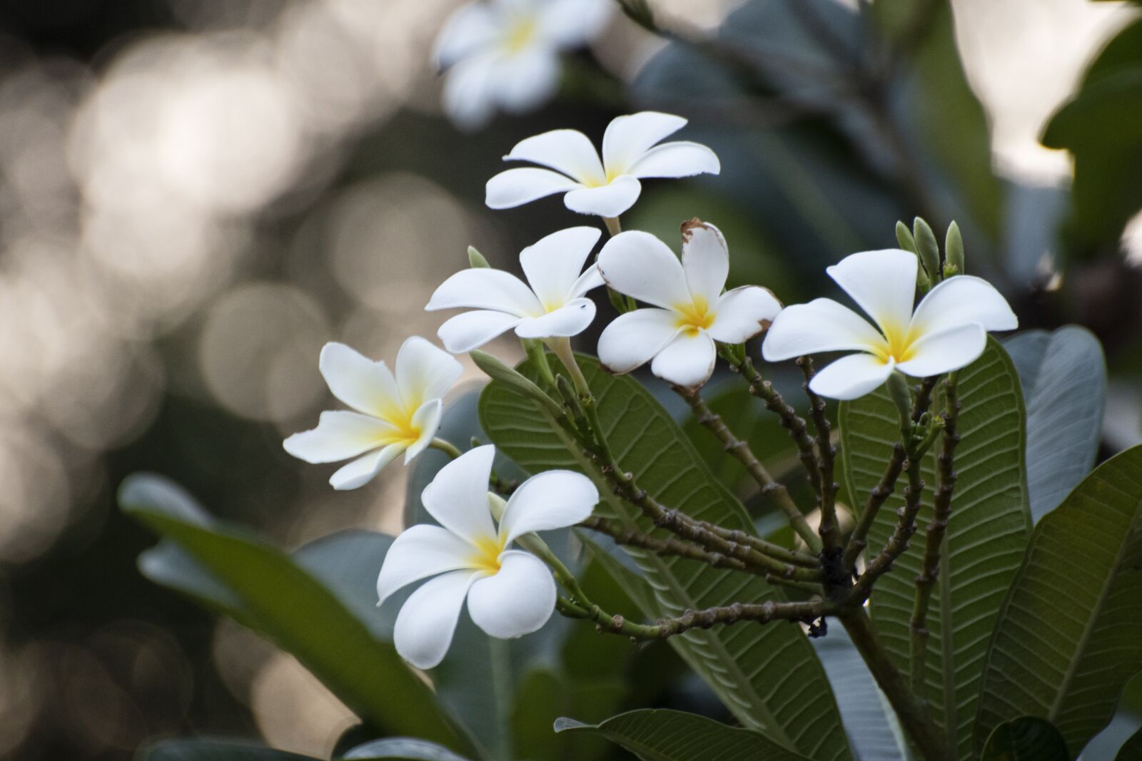 Nikon D7500 sample photo. Flowers, white flowers, leaves photography