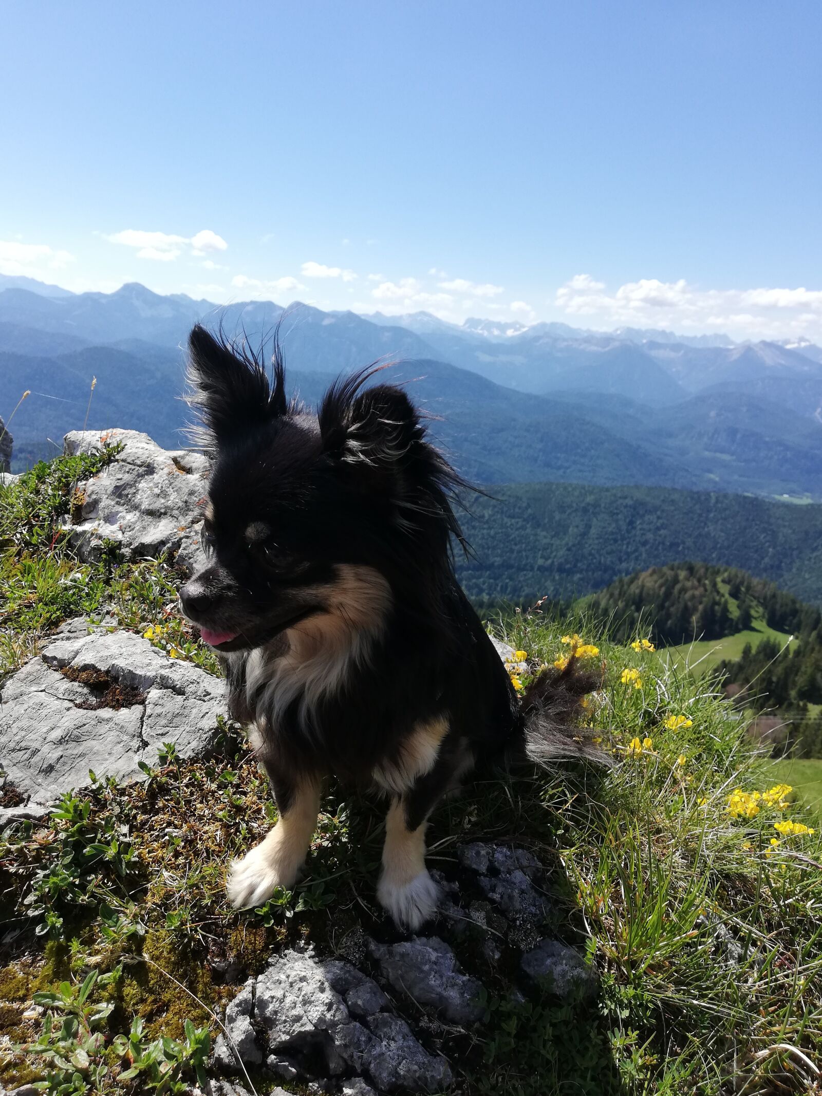 HUAWEI P20 lite sample photo. Chihuahua, dog, mountains photography