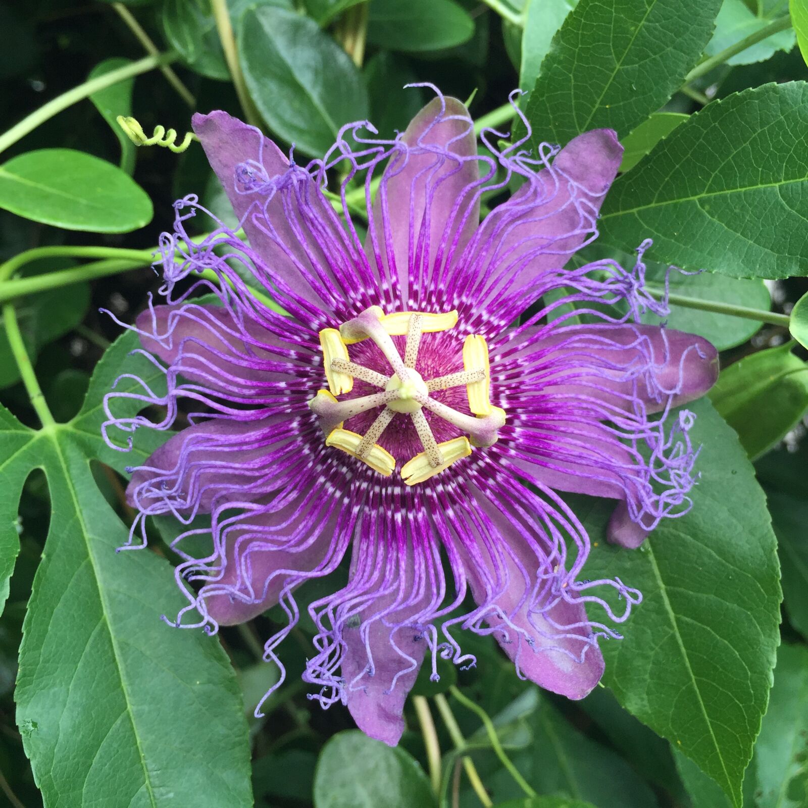 iPhone 6 Plus back camera 4.15mm f/2.2 sample photo. Passionflower, purple, flower photography