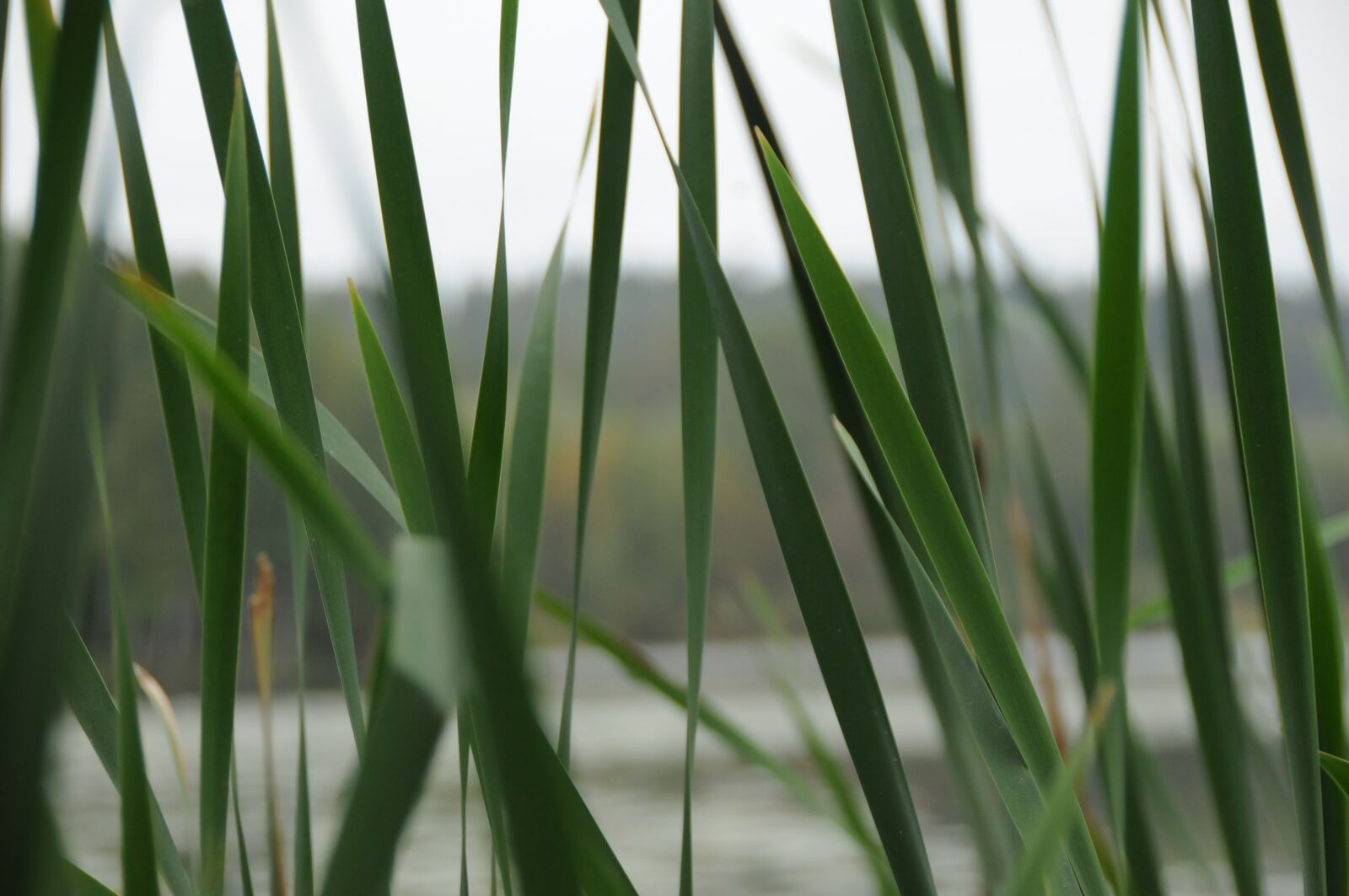 Nikon D300 sample photo. Plant, no one, grass photography