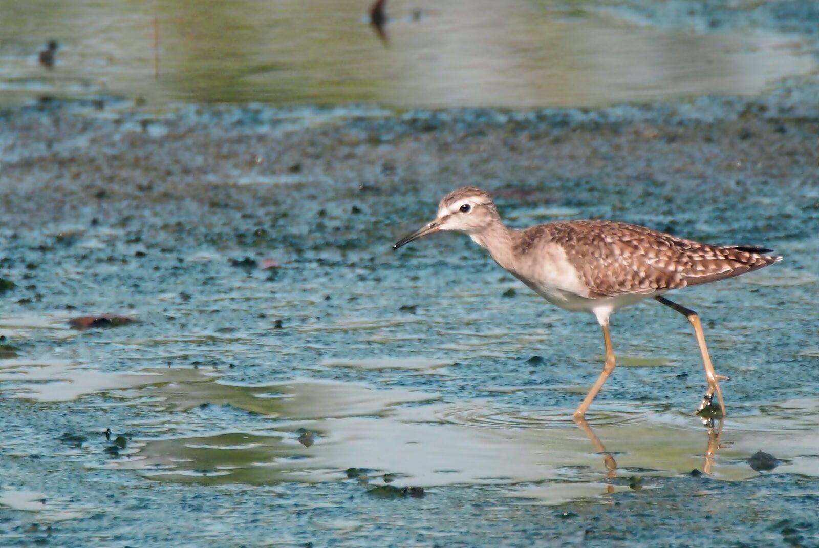 Olympus OM-D E-M1 sample photo. Migratory bird, seasonal, visitors photography