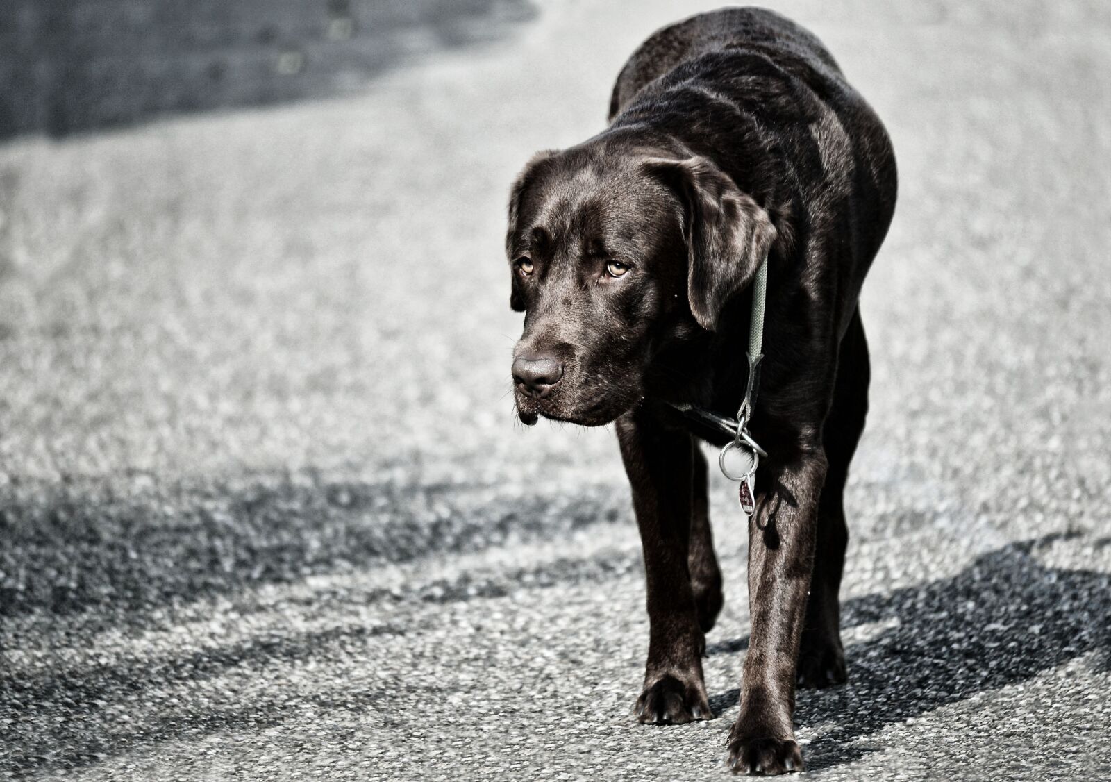 Nikon D5100 sample photo. Dog, labrador, pet photography