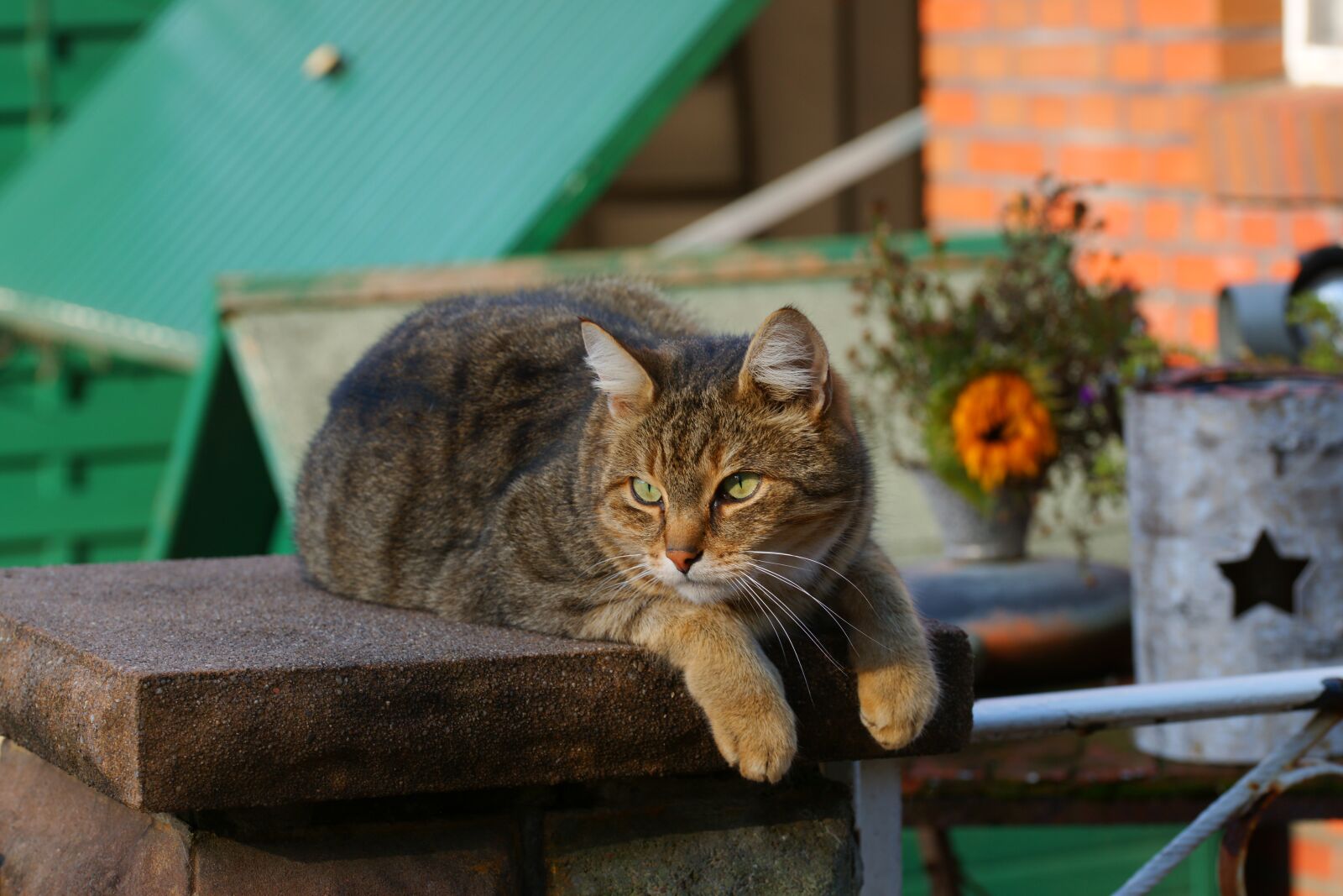 Sony Alpha DSLR-A900 sample photo. Cat, female, late summer photography