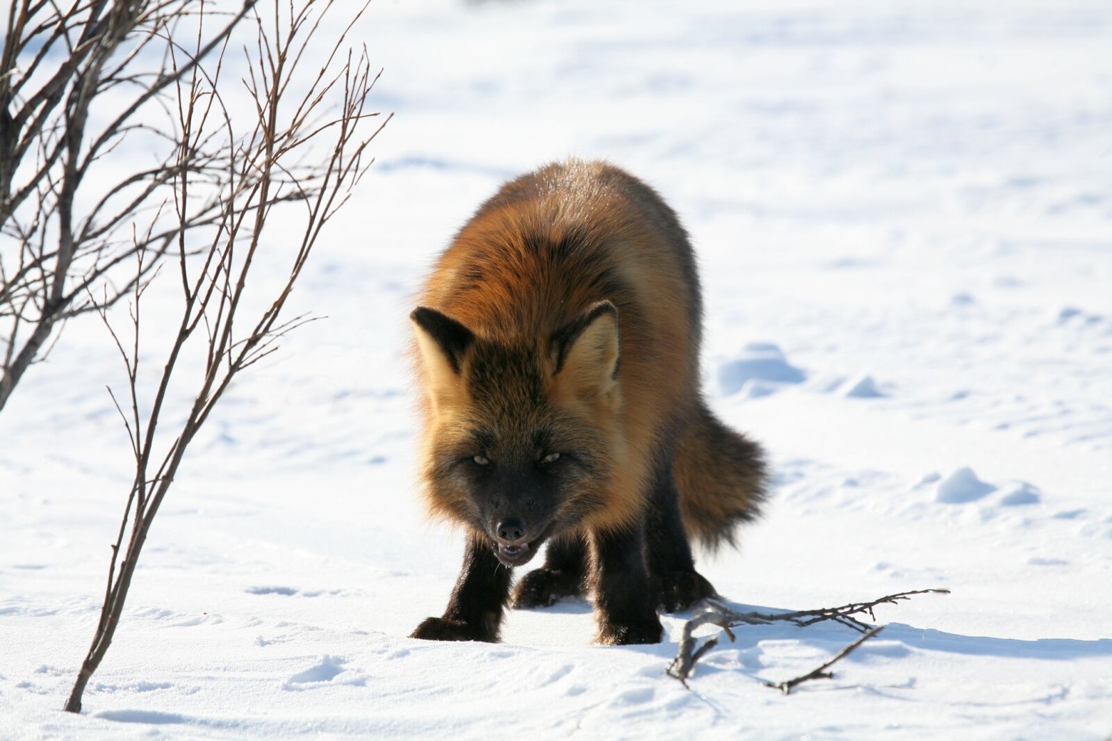Canon EOS 5D sample photo. Fox, predator, wild beast photography
