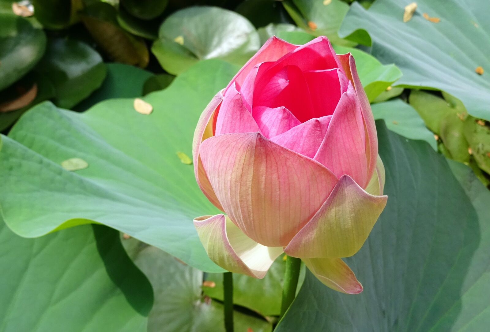 Sony DSC-HX60V sample photo. Lotus, flower, pink photography