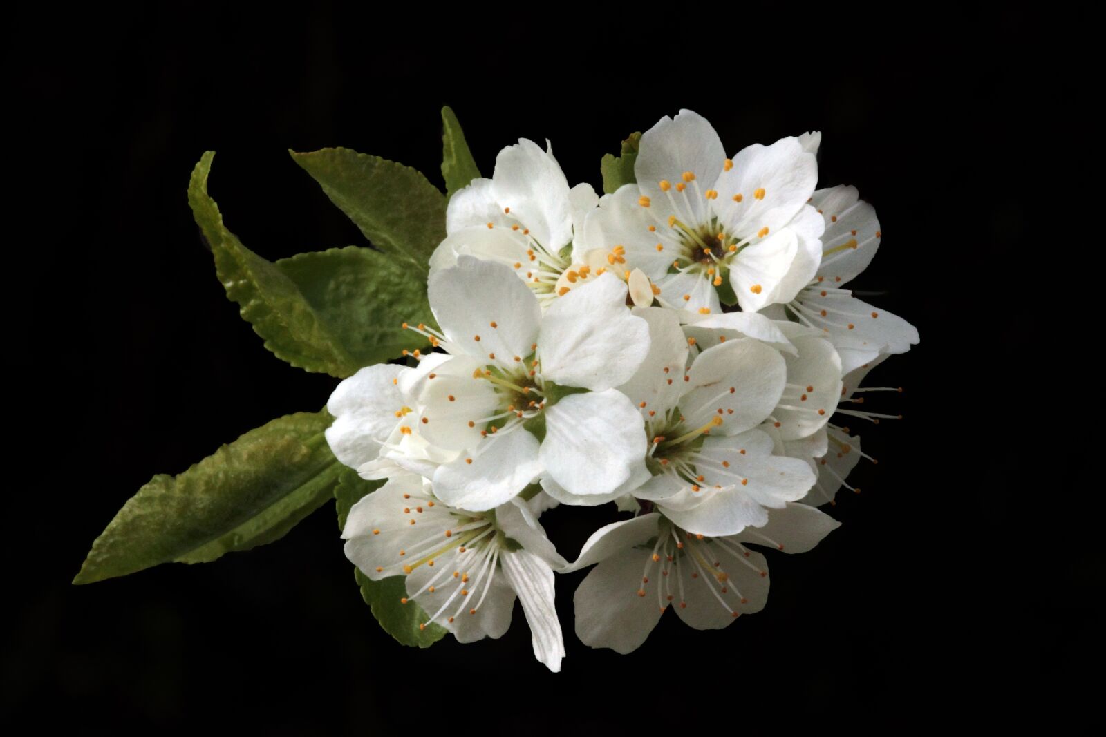 Canon EOS 550D (EOS Rebel T2i / EOS Kiss X4) sample photo. Beautiful, bloom, blooming, blooms photography