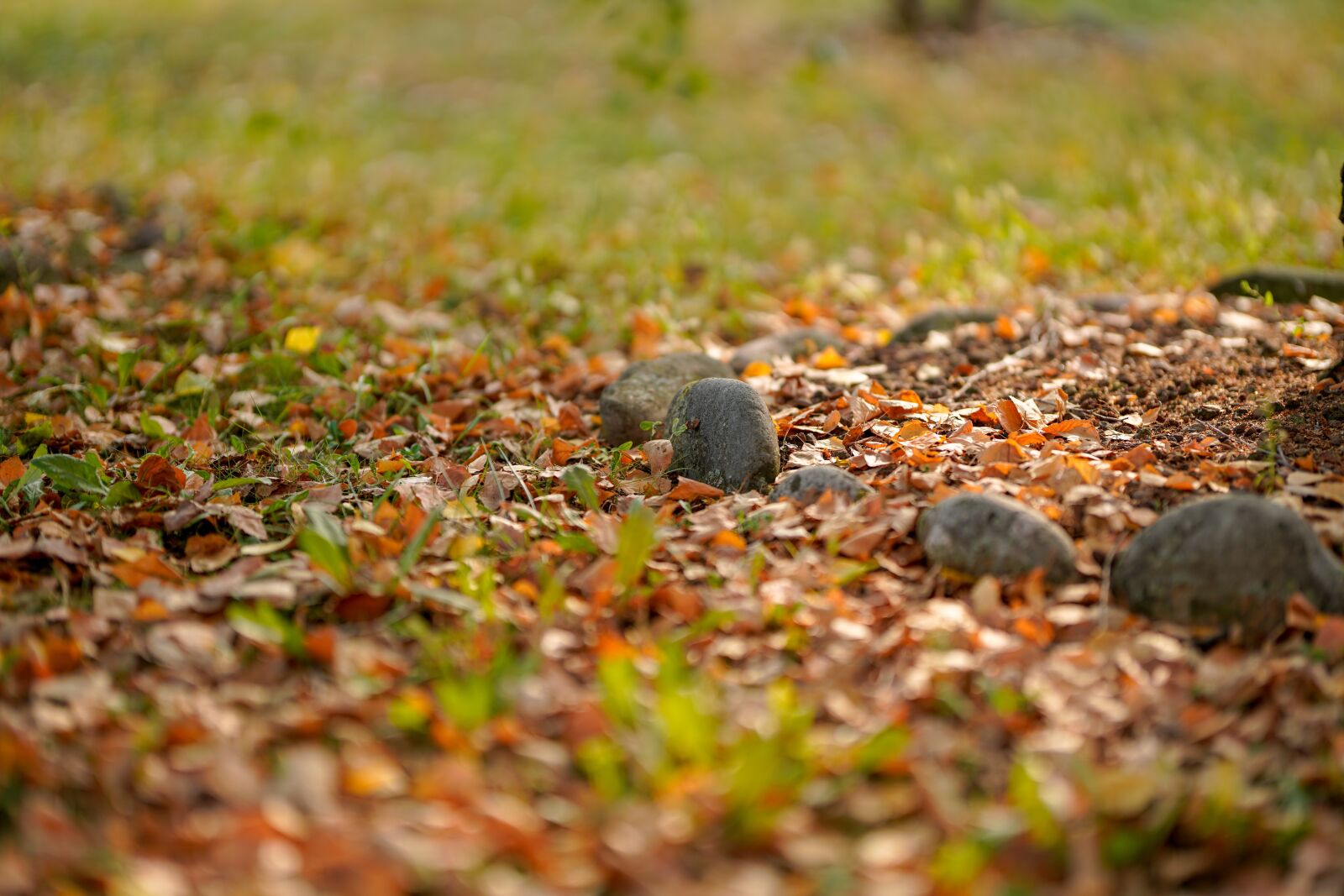 Sigma 105mm F1.4 DG HSM Art sample photo. Leaf, food, nature photography