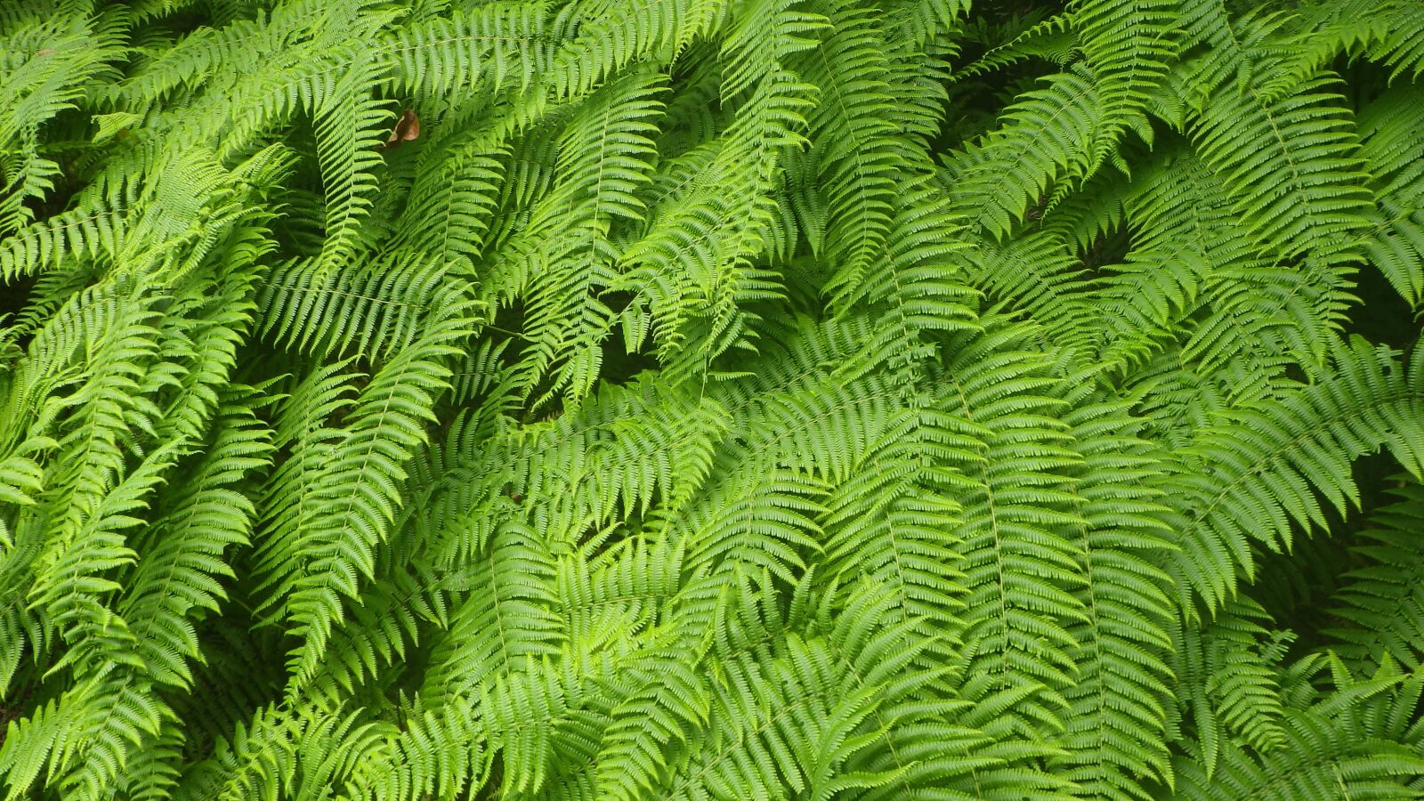 Pentax Optio WG-2 sample photo. Fern, green, plant photography