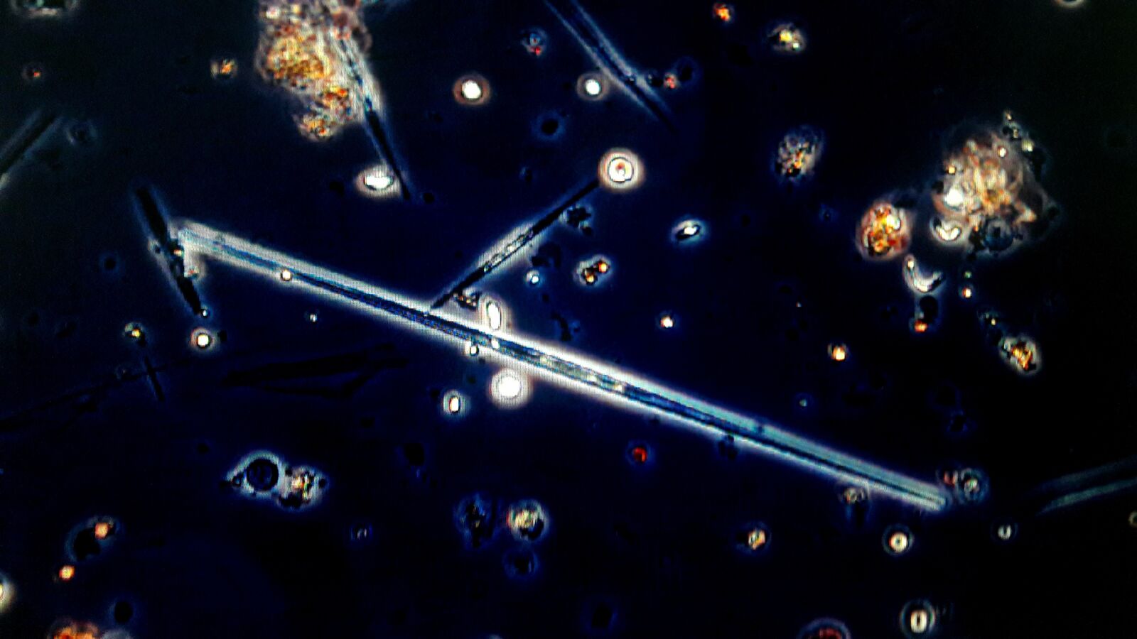 Samsung Galaxy A30 sample photo. Diatom, bacillariophyceae, algae photography
