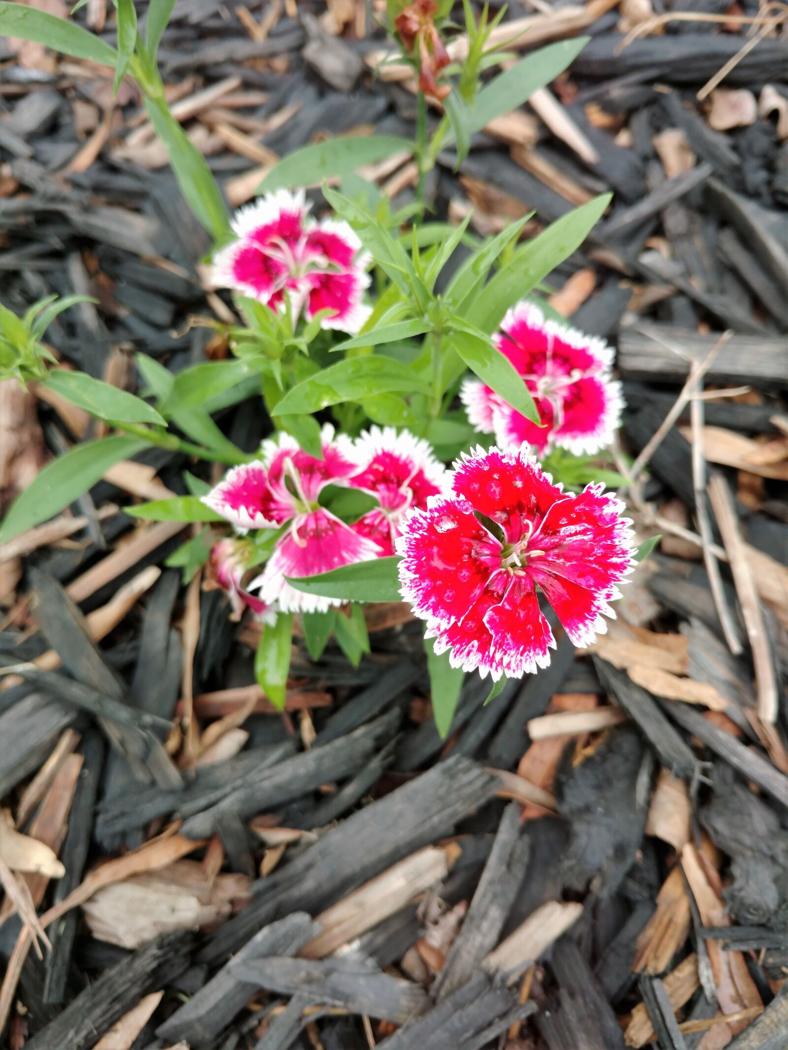 Motorola DROID Turbo 2 sample photo. Flowers, red and white photography