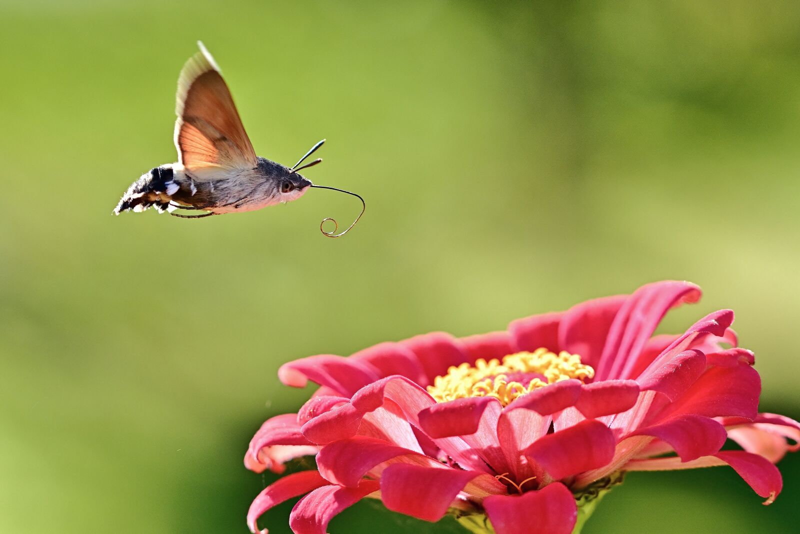 Nikon D5200 sample photo. Hummingbird hawk moth, moth photography