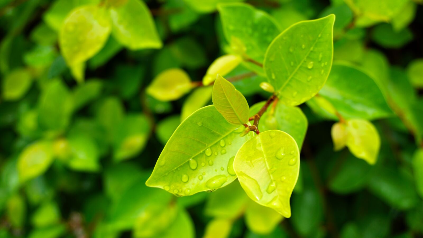 Sony E 16-50mm F3.5-5.6 PZ OSS sample photo. Leaf, nature, flora photography