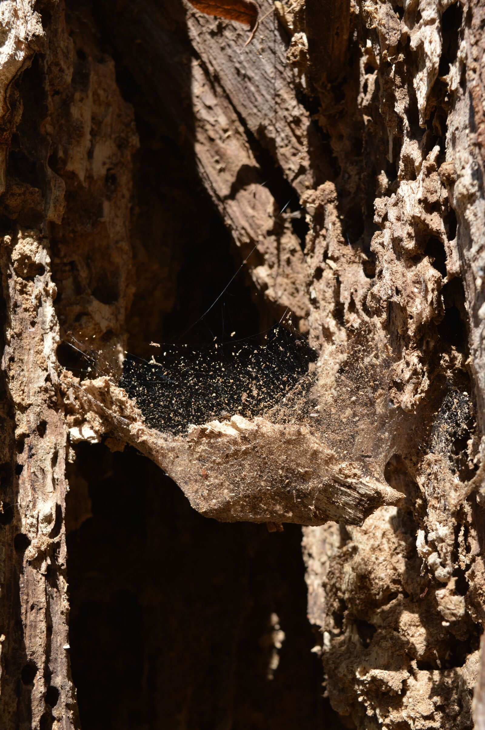 Nikon D3200 sample photo. Nature, bark, wood photography