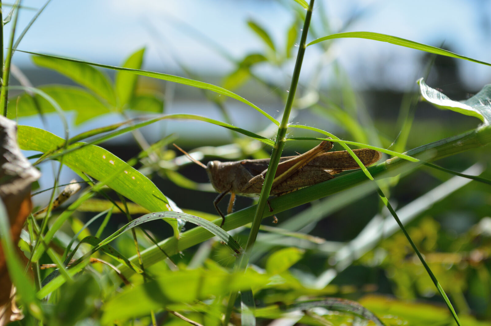 Nikon D3200 sample photo. Grasshopper, insect, insects, nature photography