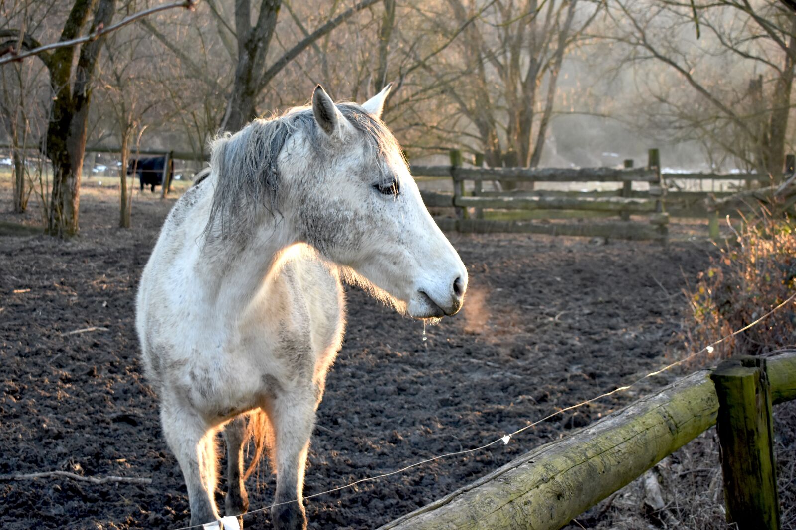 Nikon D3400 sample photo. Horse, nature, animal photography