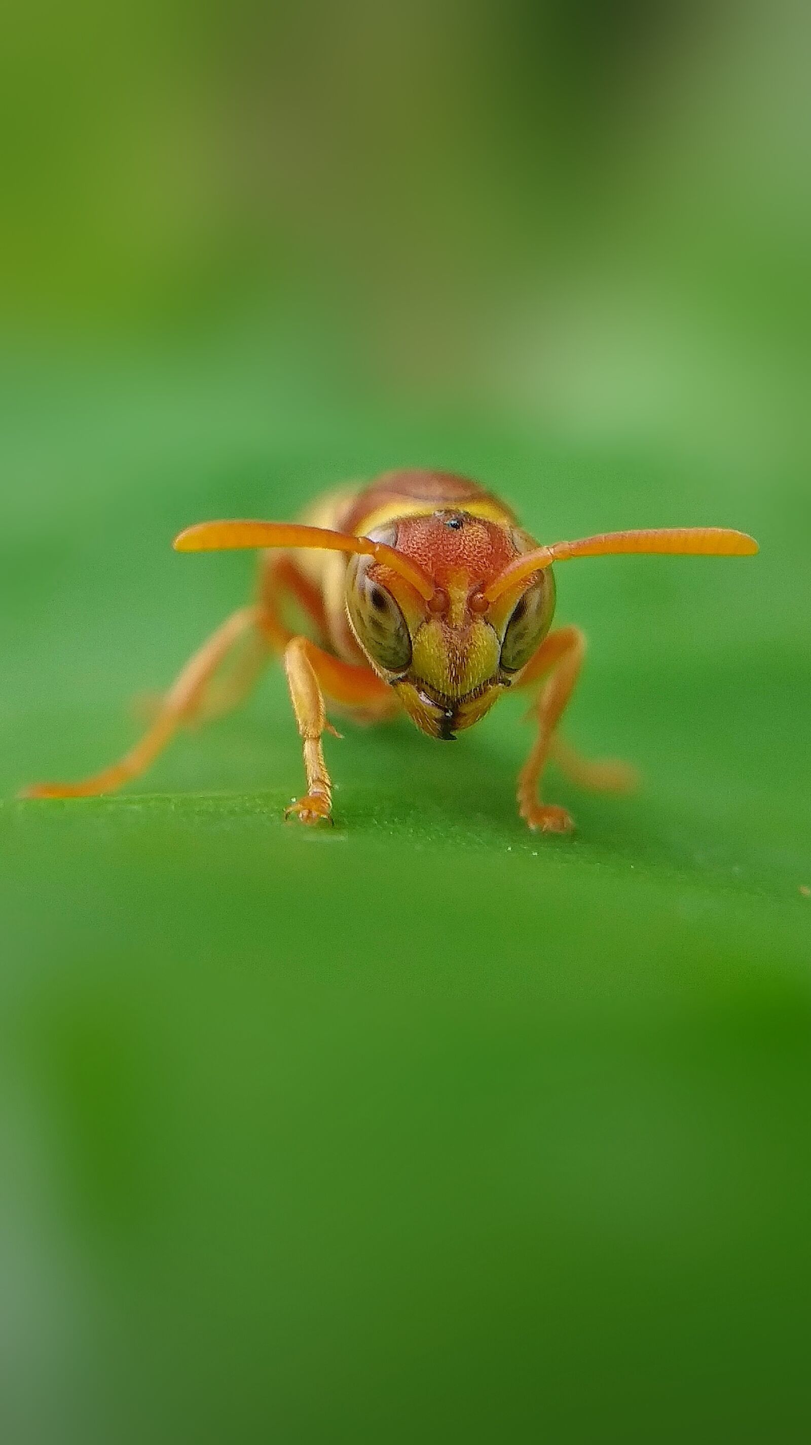 Xiaomi Mi A2 Lite sample photo. Macro shot, insect, nature photography