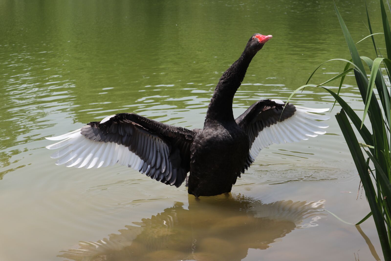 Canon EOS M100 sample photo. Swan, black, animal photography