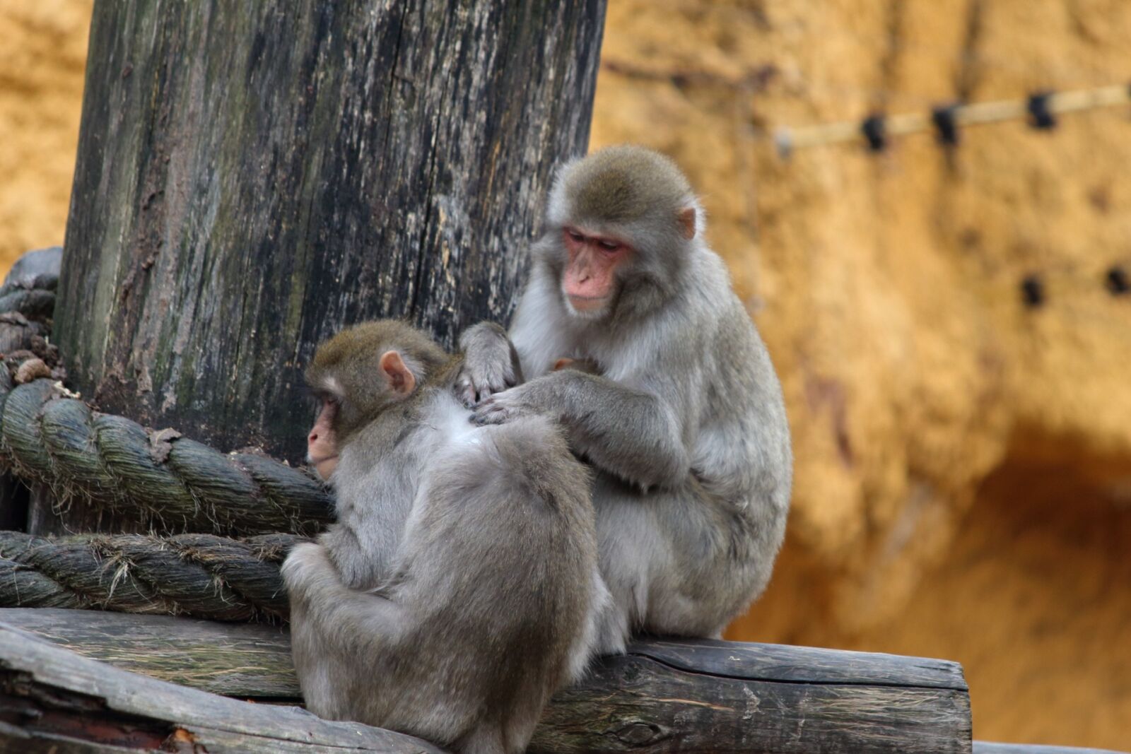 Московский зоопарк обезьянник