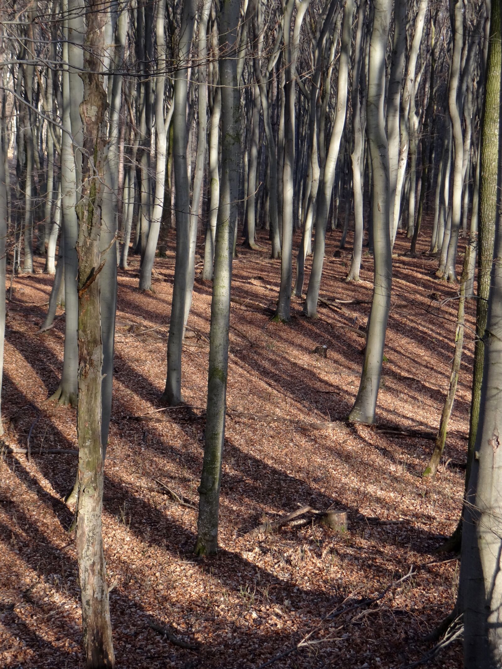 Sony Cyber-shot DSC-HX100V sample photo. Forest, beech, leaves photography