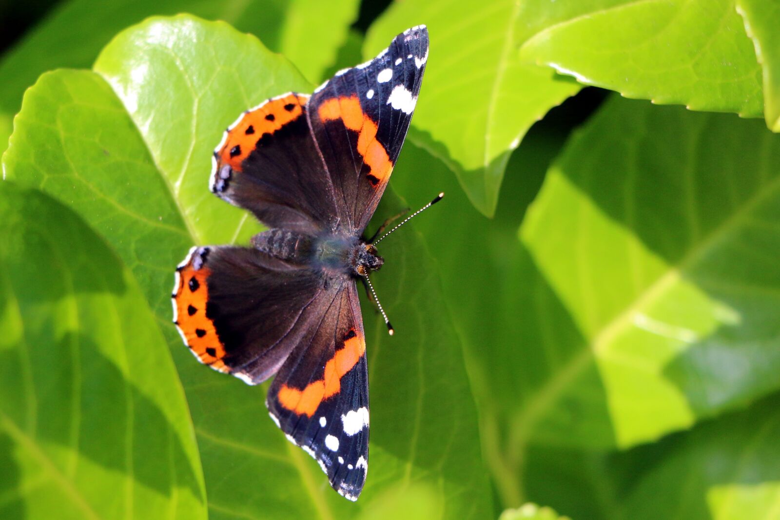 Canon EOS 70D sample photo. Butterfly, admiral, insect photography