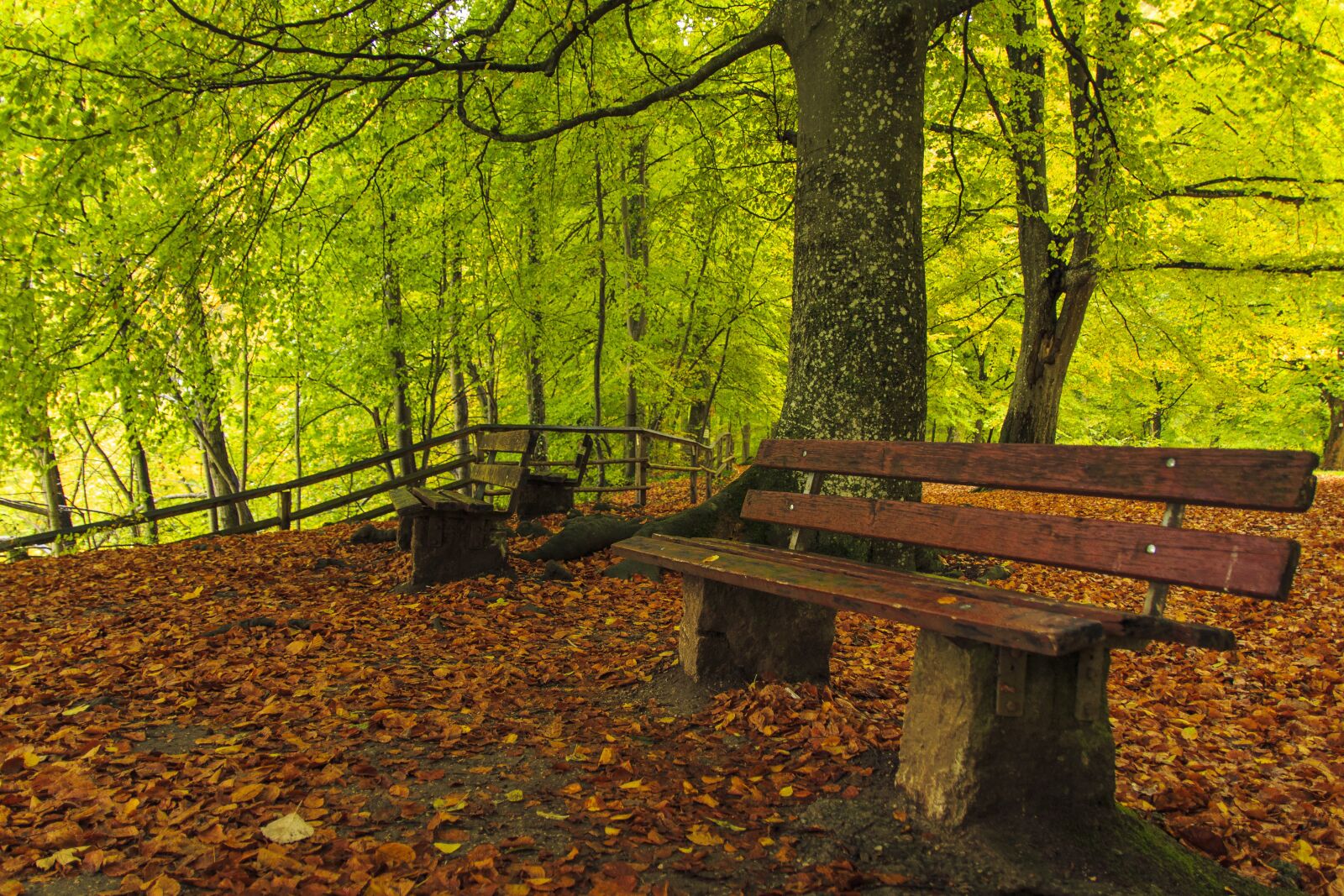 Canon EOS 650D (EOS Rebel T4i / EOS Kiss X6i) sample photo. Forest path, autumn, fall photography