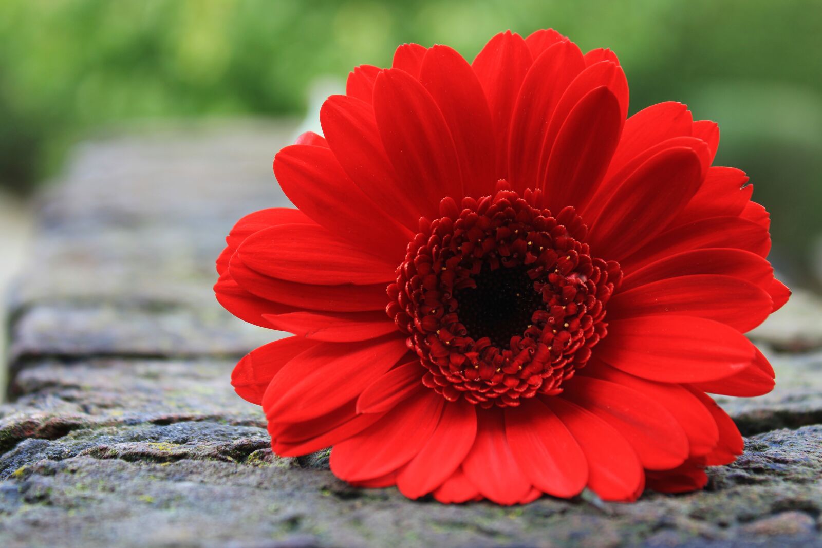 Canon EOS 2000D (EOS Rebel T7 / EOS Kiss X90 / EOS 1500D) sample photo. Gerbera, daisy, flower photography