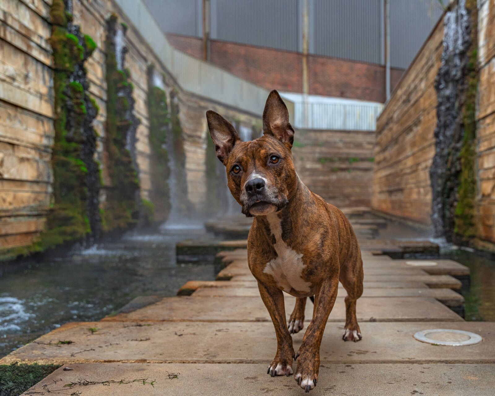 Sony a7 III sample photo. Dog, water, pet photography