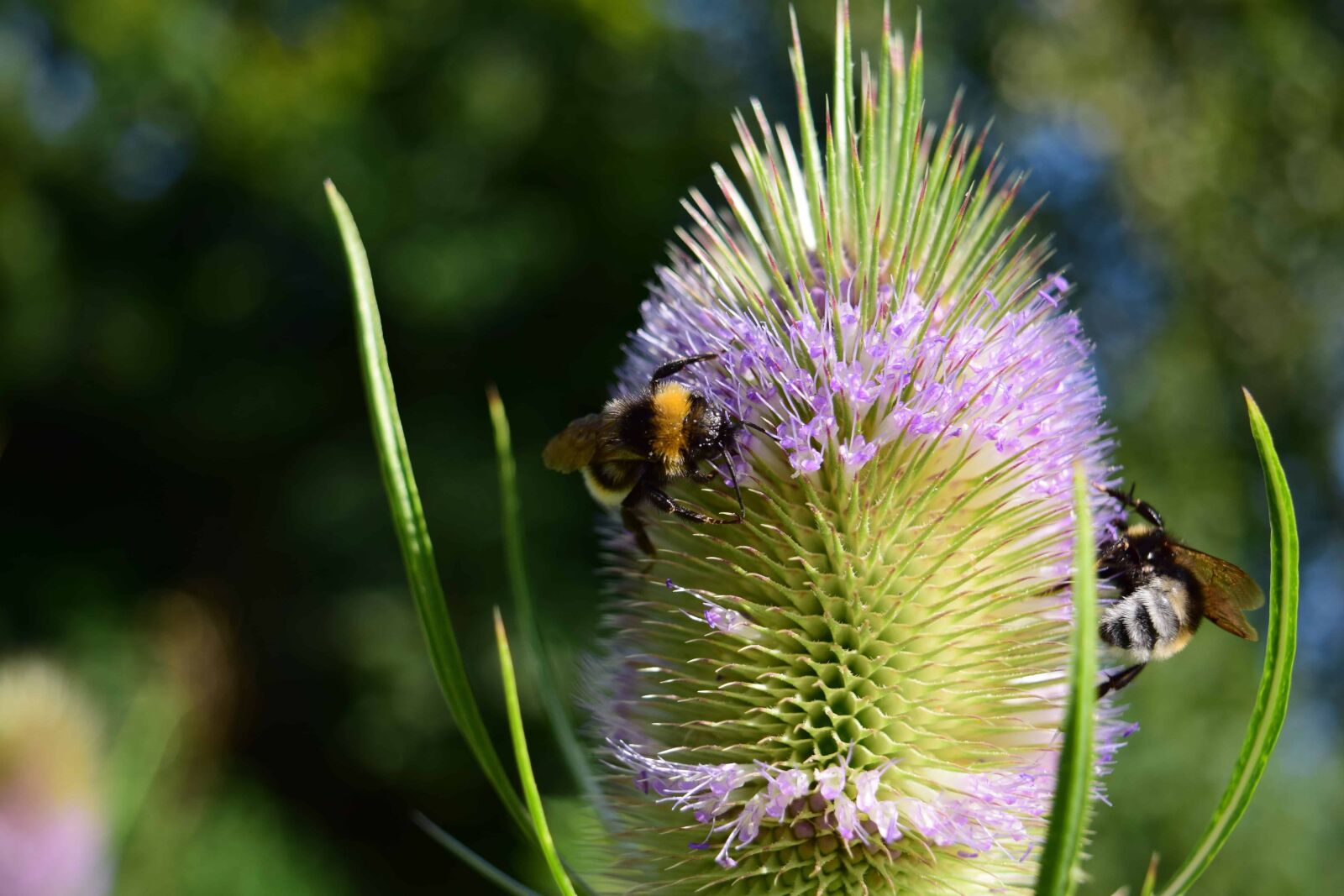 Nikon D3300 sample photo. Flora, flower, bee, summer photography