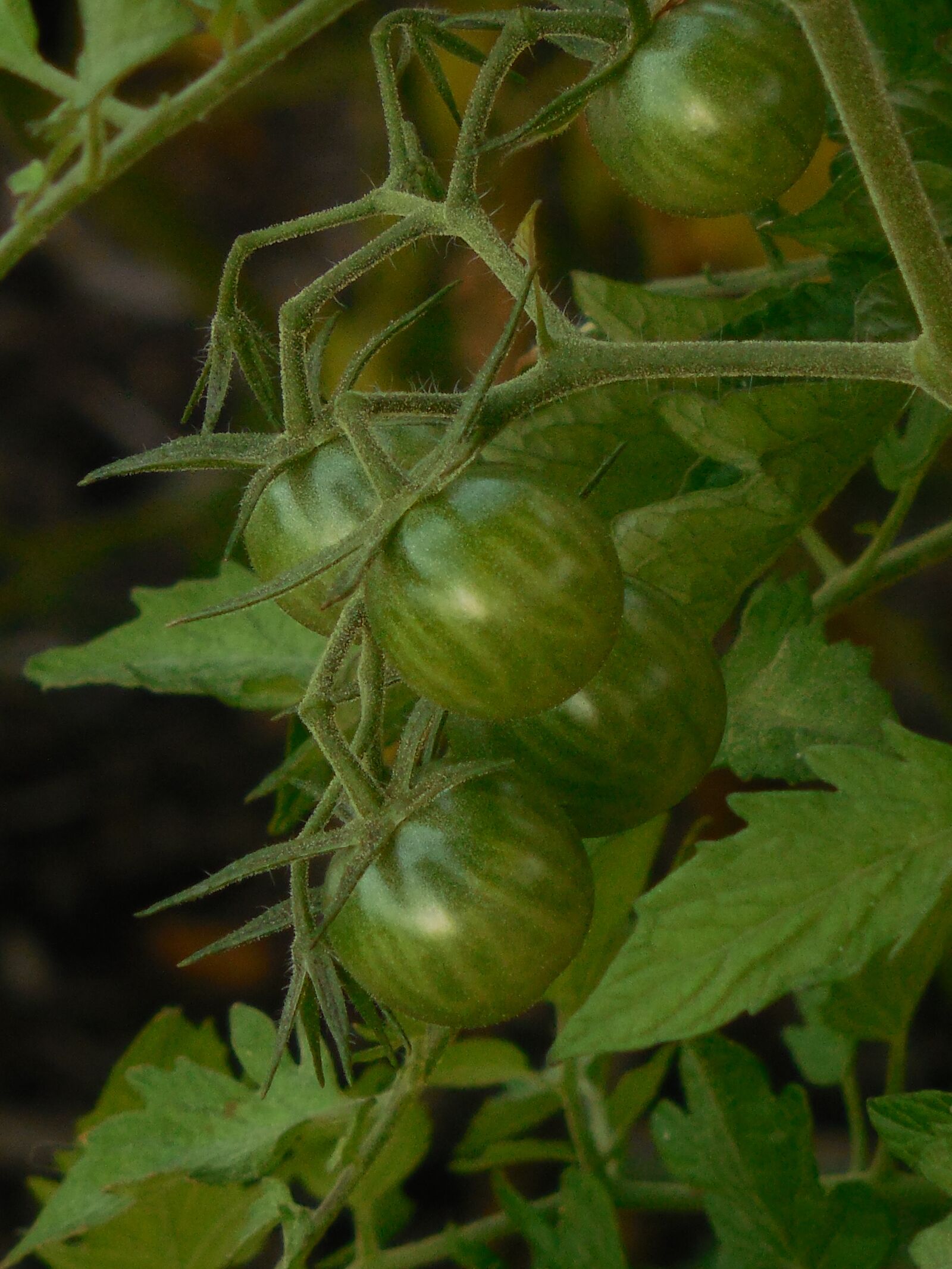 Nikon COOLPIX L620 sample photo. Unripe, tomatoes, tomato photography
