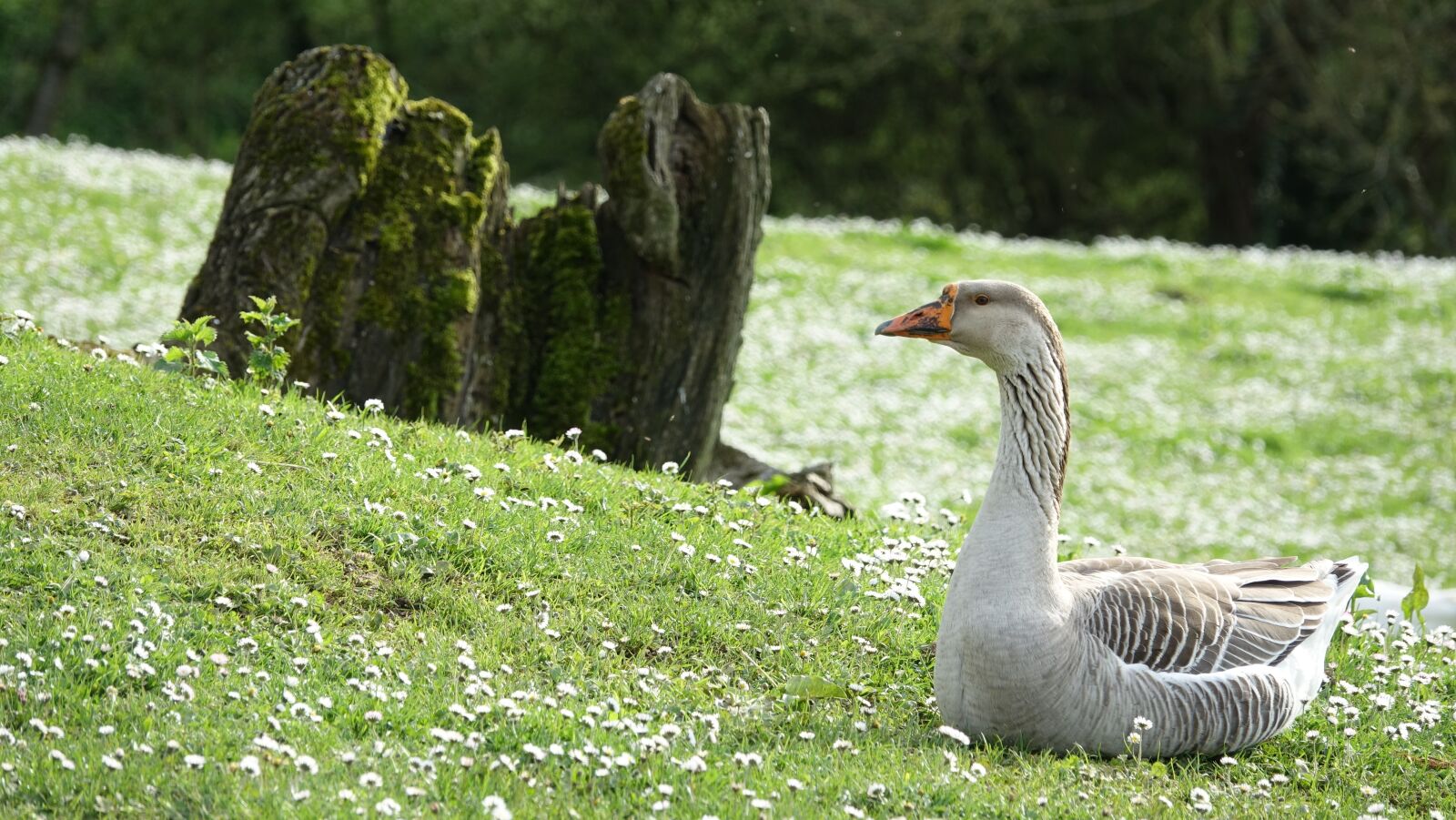 Sony Cyber-shot DSC-RX10 III sample photo. Goose, nature, outdoor photography