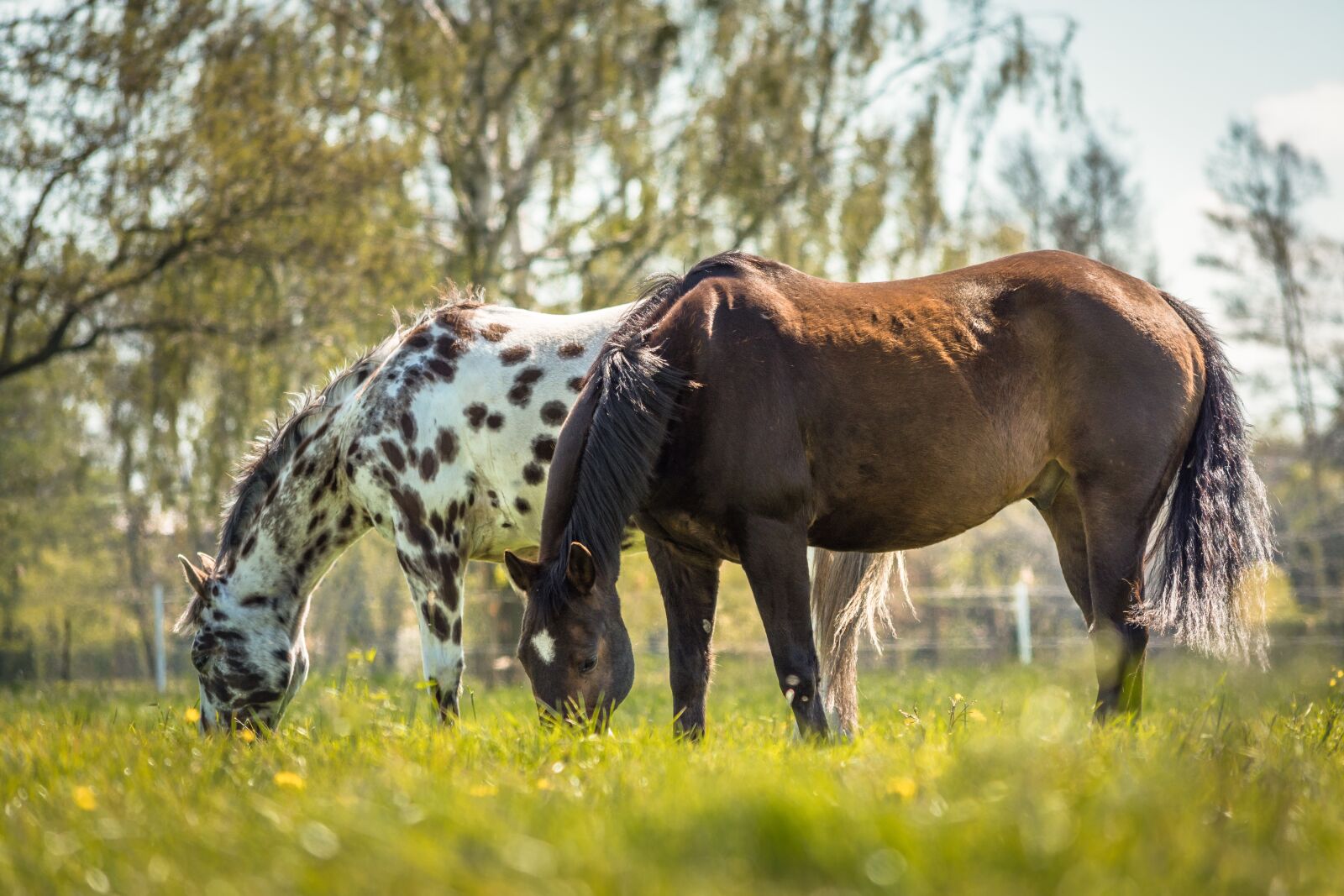 Nikon D7200 sample photo. Horse, appaloosa, nature photography