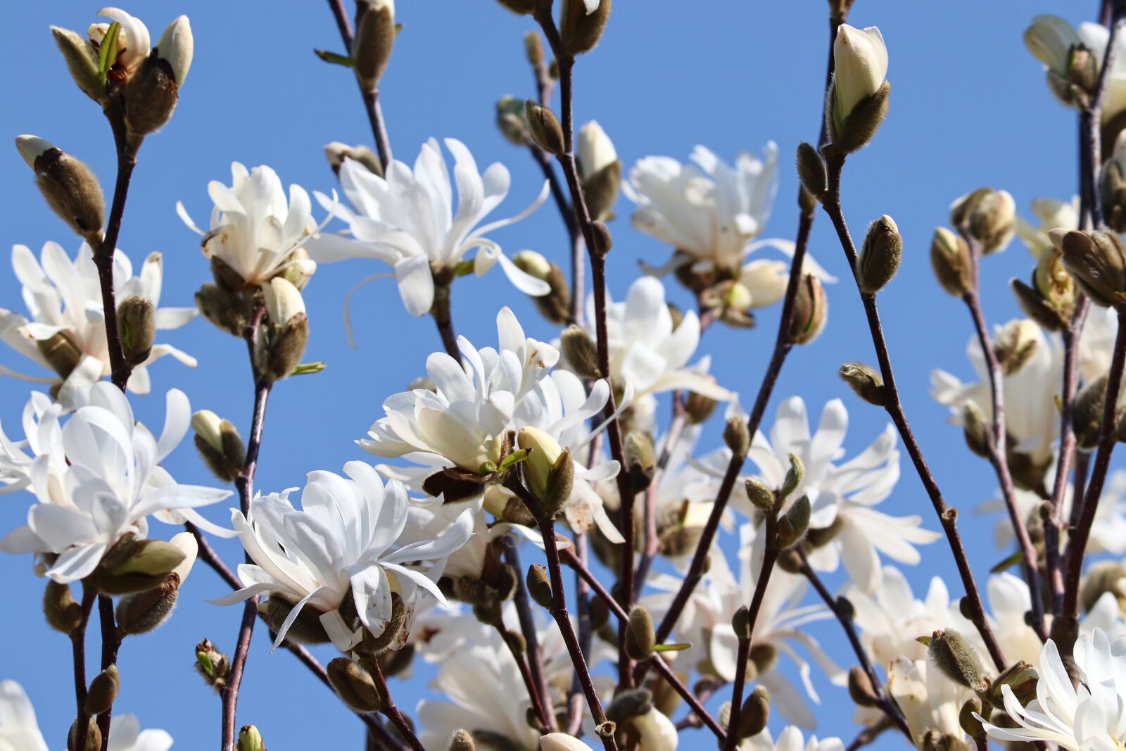 Canon EOS 200D (EOS Rebel SL2 / EOS Kiss X9) sample photo. Magnolia, white, bloom photography
