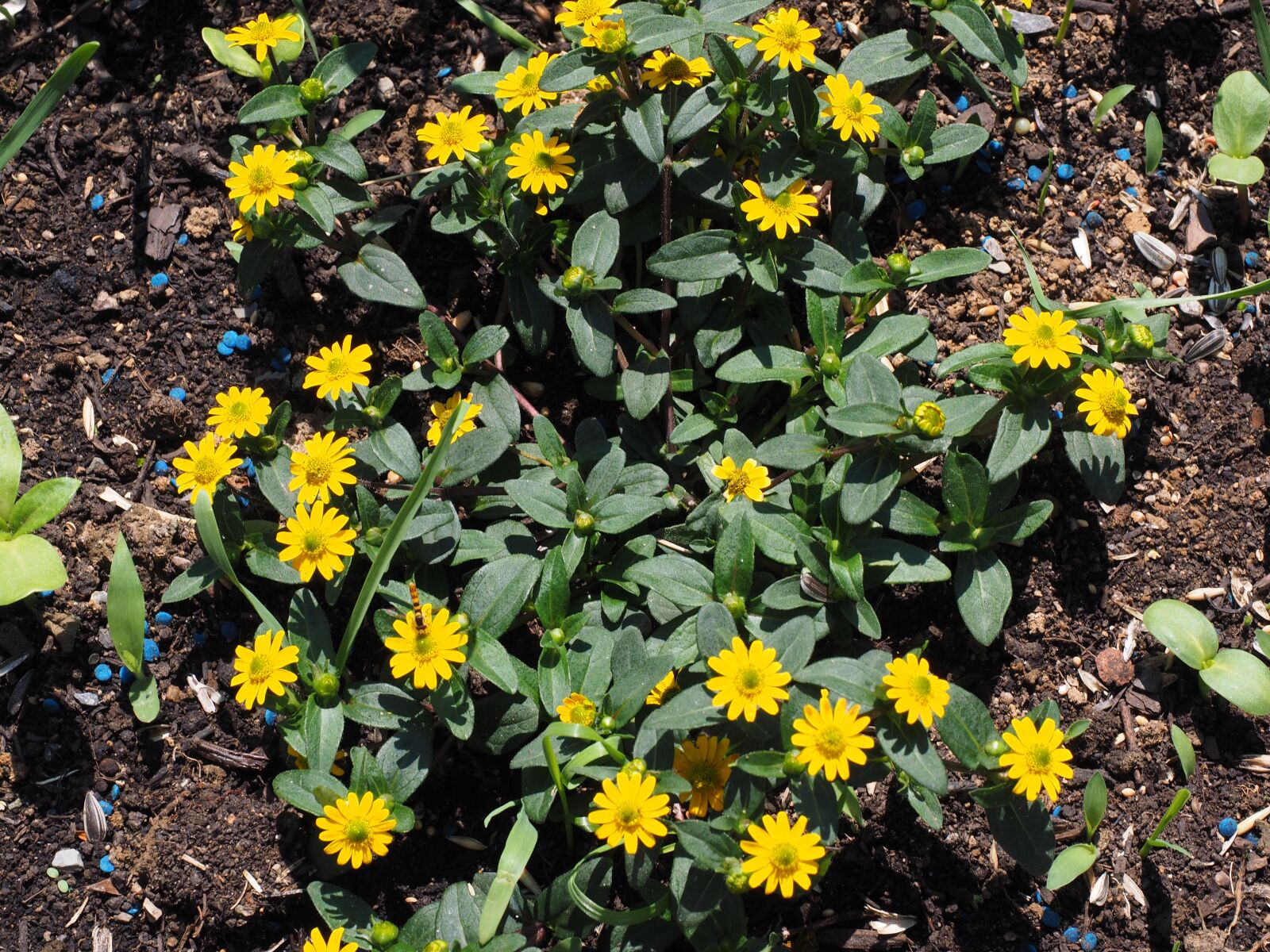 Olympus OM-D E-M1 + Olympus M.Zuiko Digital ED 12-40mm F2.8 Pro sample photo. Hussar button, flowers, yellow photography
