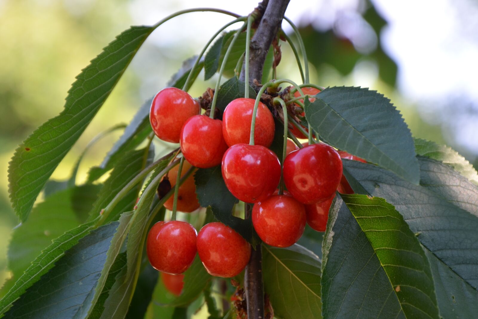 Nikon D5100 sample photo. Cherries, branch, leaves photography