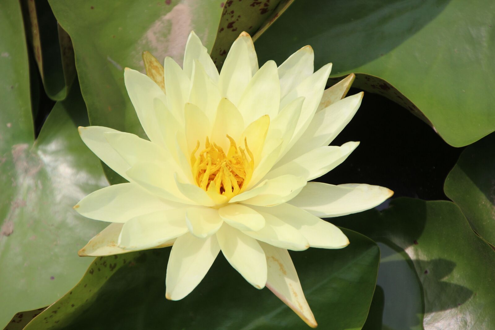 Canon EOS 600D (Rebel EOS T3i / EOS Kiss X5) sample photo. "Plant, lotus, water lily" photography