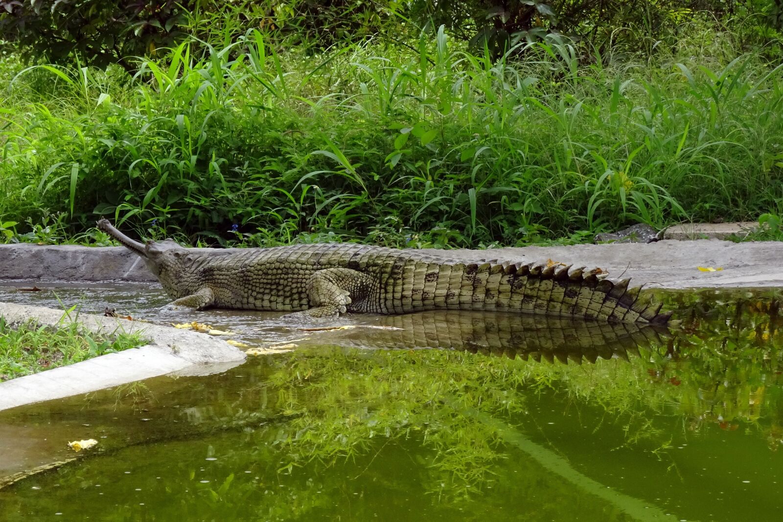 Sony Cyber-shot DSC-HX90V sample photo. Gharial, gavialis gangeticus, gavial photography