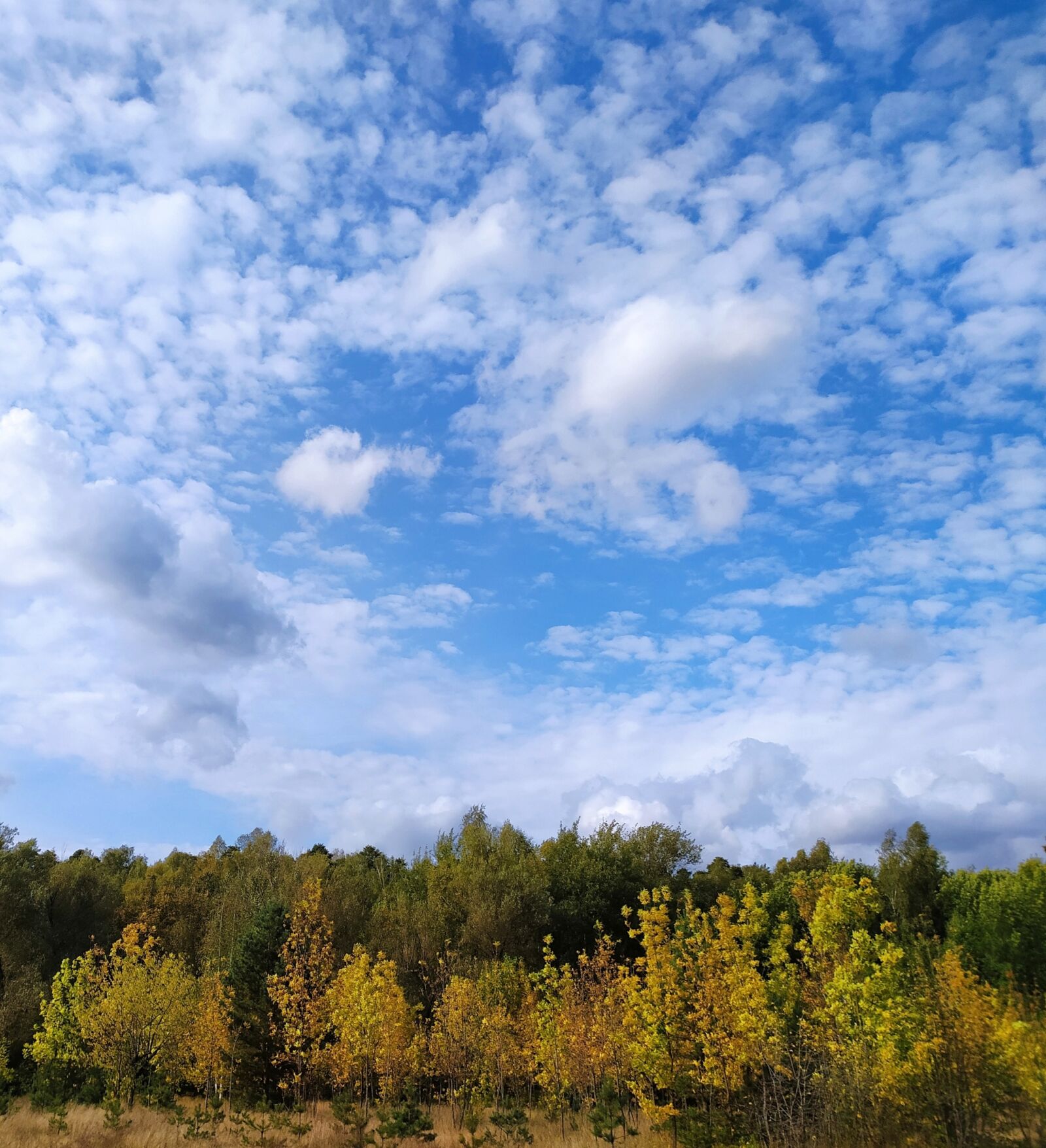 Xiaomi Redmi Note 8T sample photo. Russia, park, autumn photography