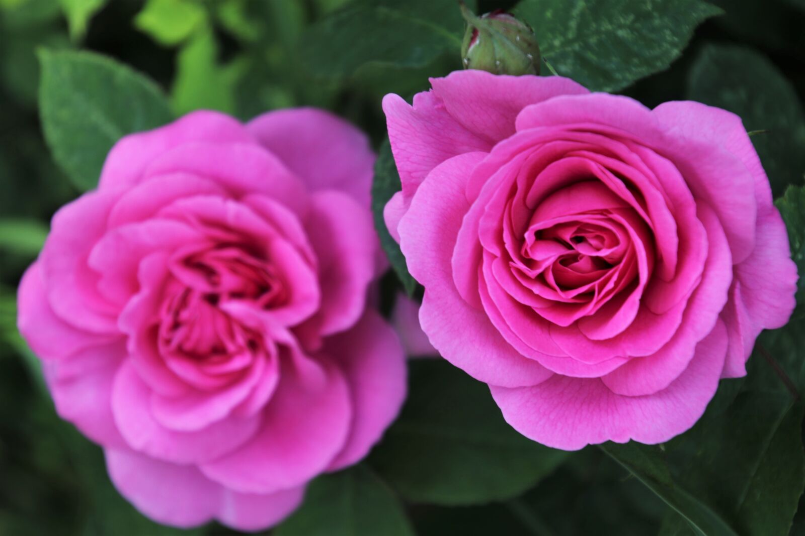 Canon EOS 80D sample photo. Petals, rose, pink photography