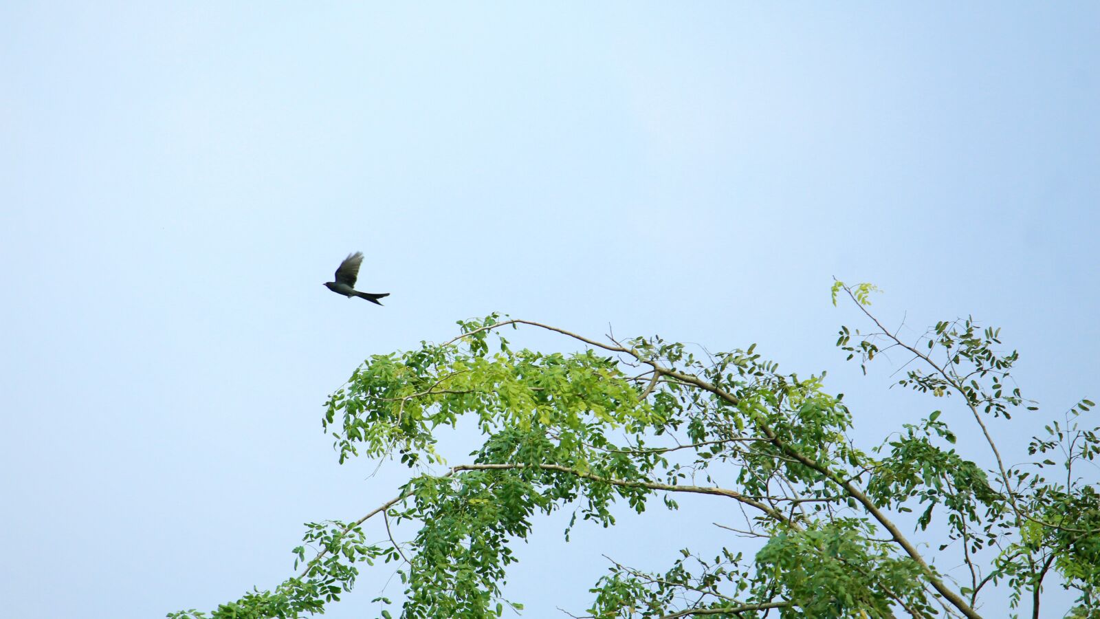 Canon EOS 1300D (EOS Rebel T6 / EOS Kiss X80) sample photo. Kerala, india, drongo photography