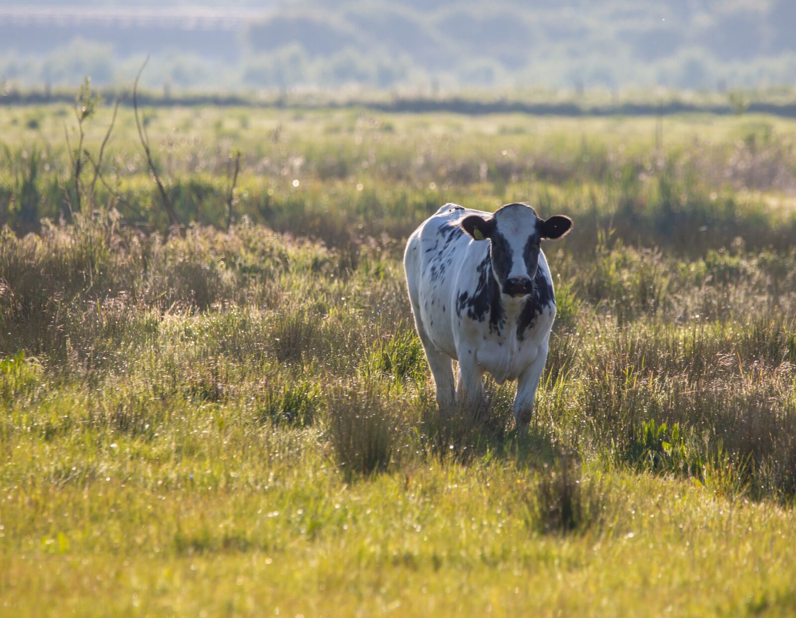 150-600mm F5-6.3 DG OS HSM | Contemporary 015 sample photo. Cow, fresian, milk cow photography