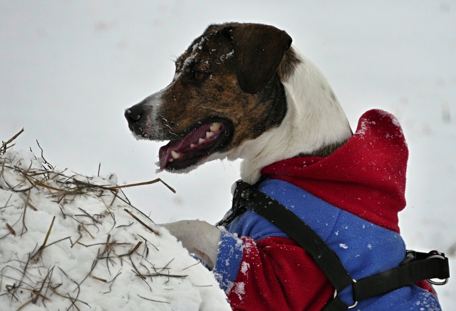 Panasonic Lumix DMC-FZ1000 sample photo. Dog, winter, snow photography